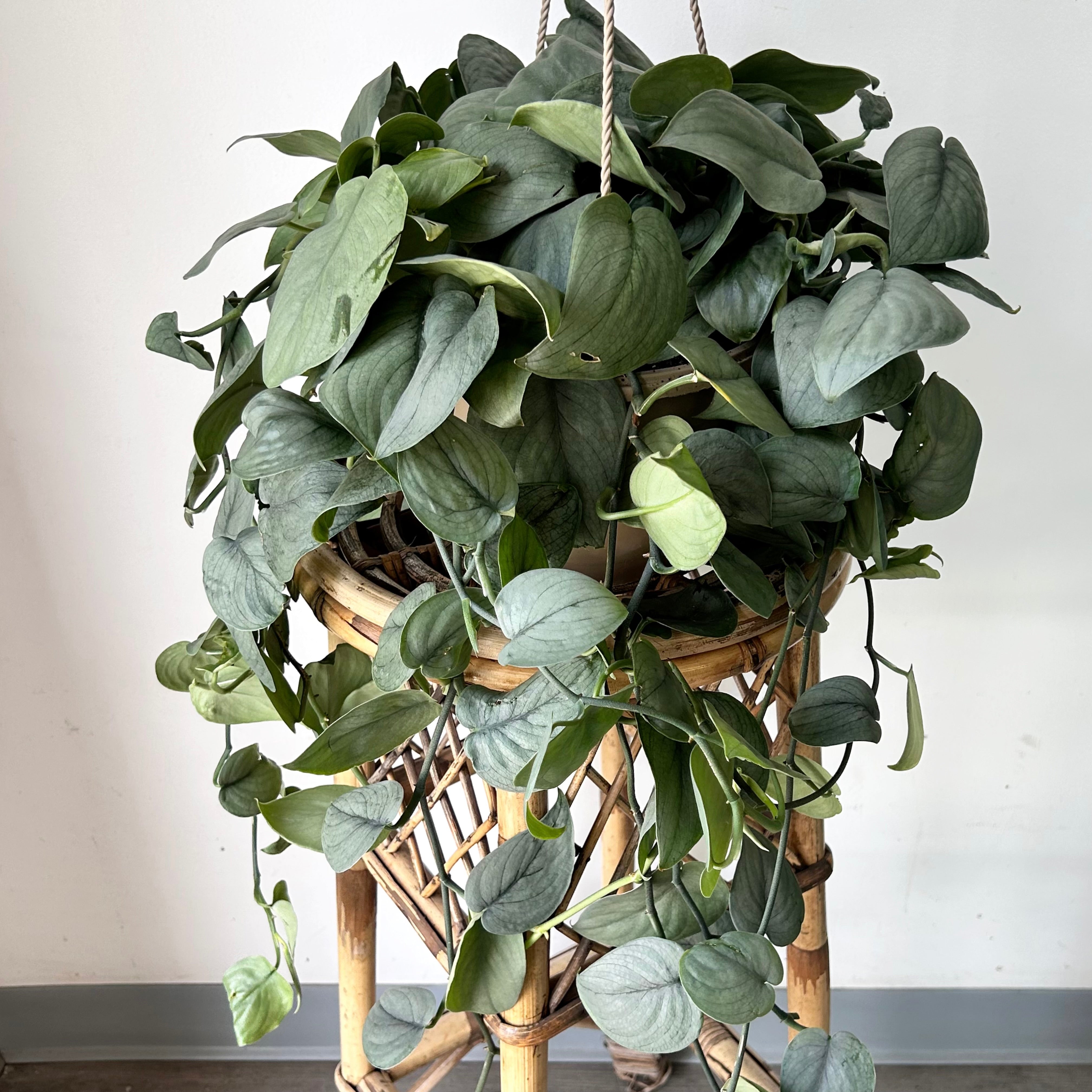 Scindapsus “Java Platinum” 8”hanging basket