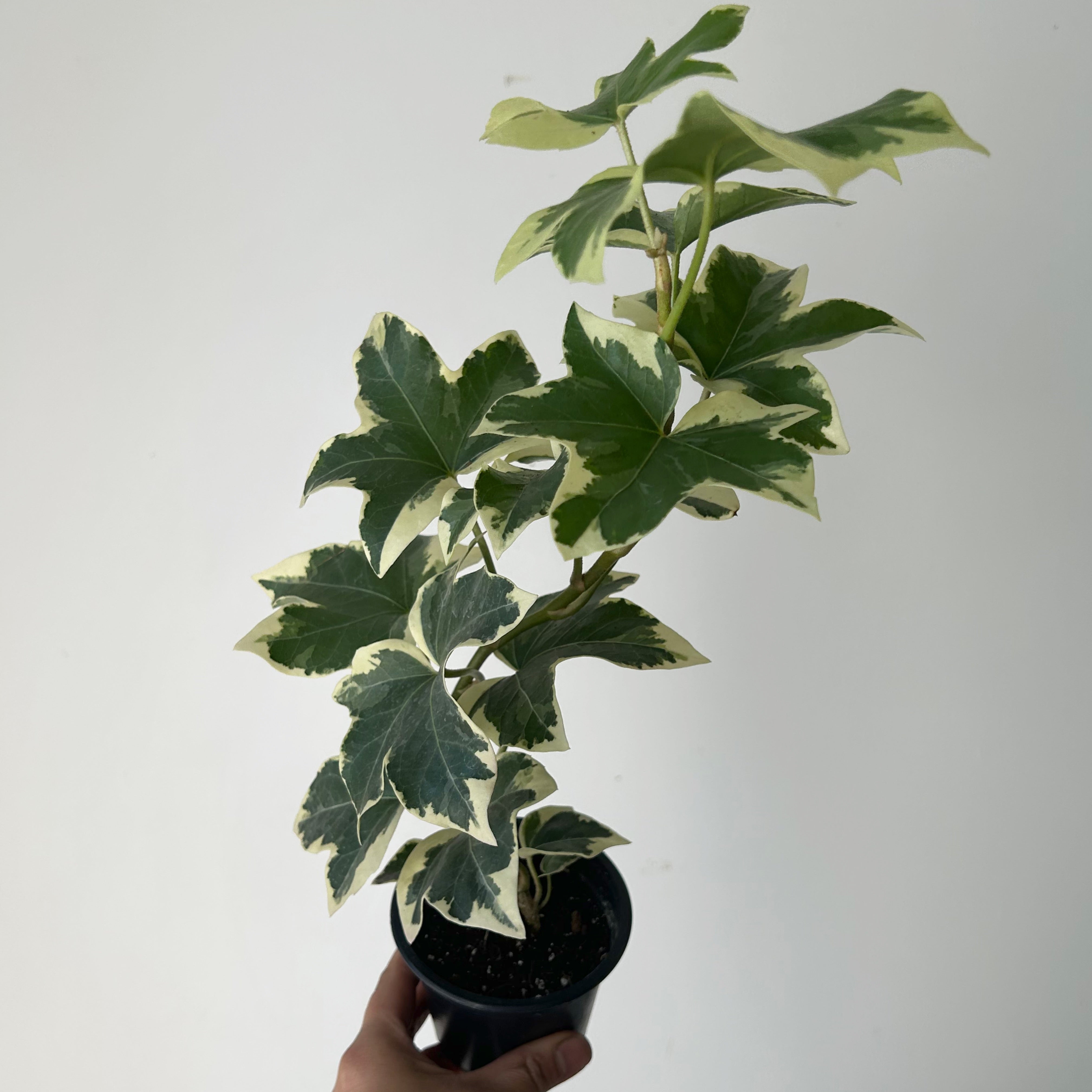 Variegated Tree Ivy Hybrid (xFatshedera lizei) 3.5” pot