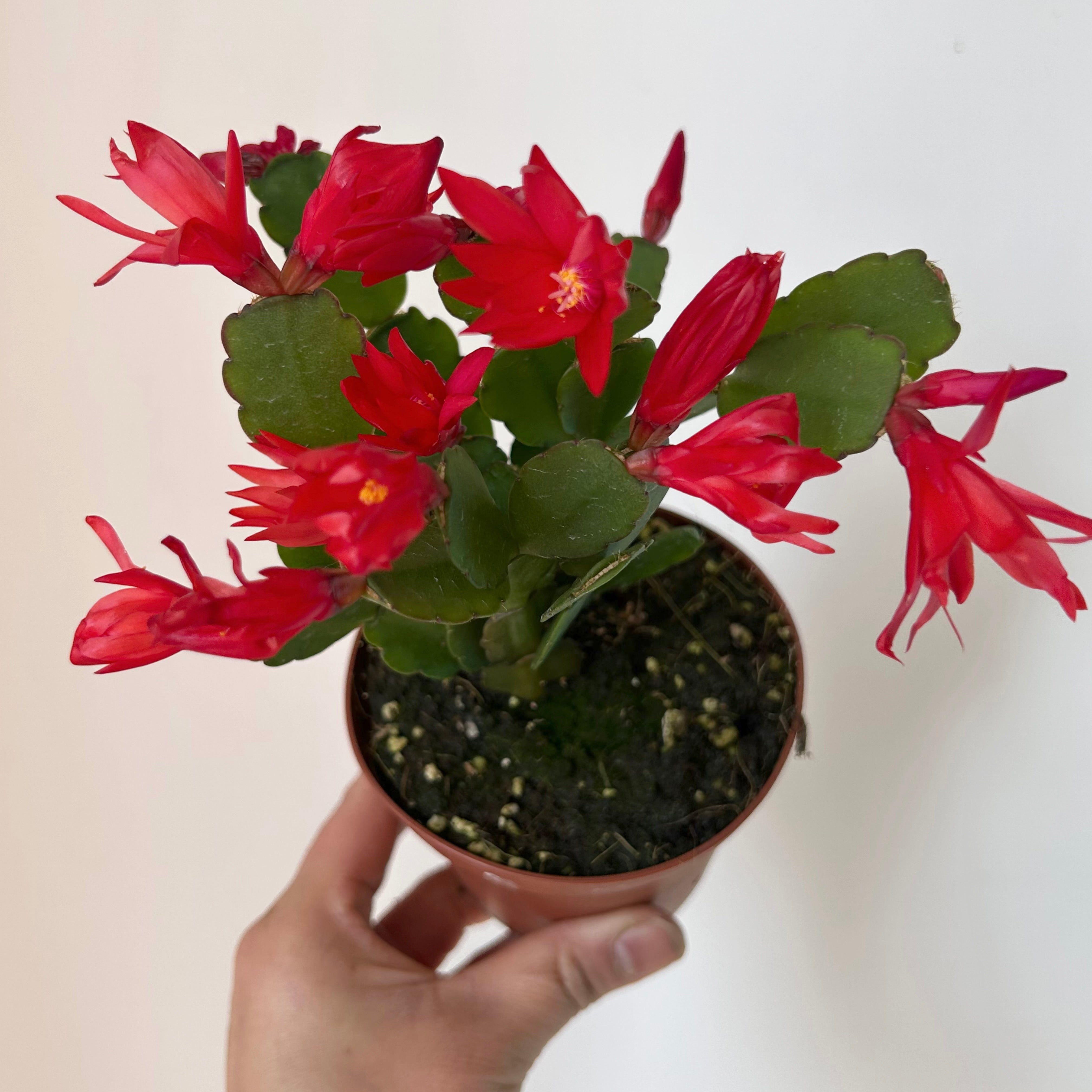 Easter Cactus (Rhipsalidopsis gaertneri ) 4”pot