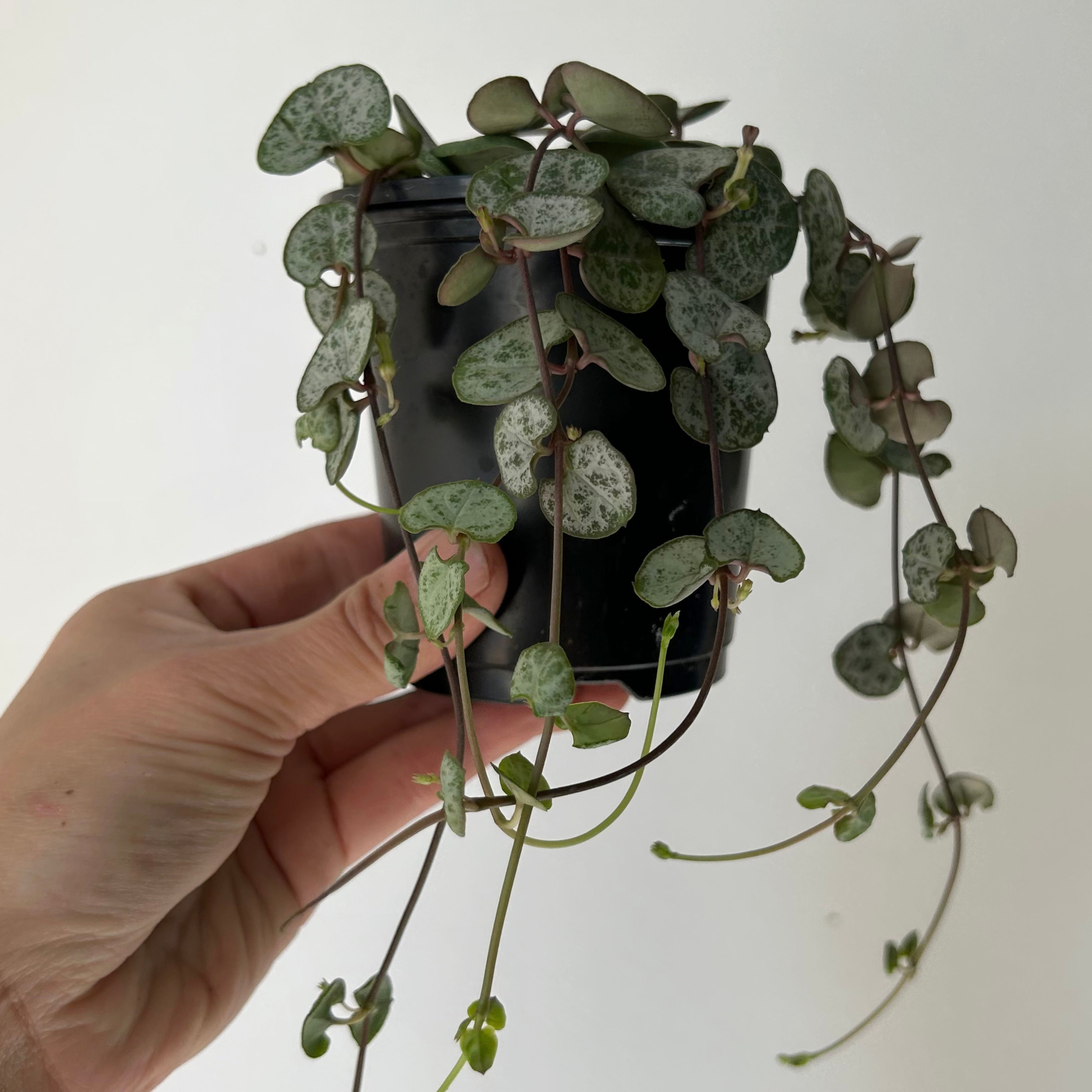String of Hearts (Ceropegia woodii) 3.5” pot