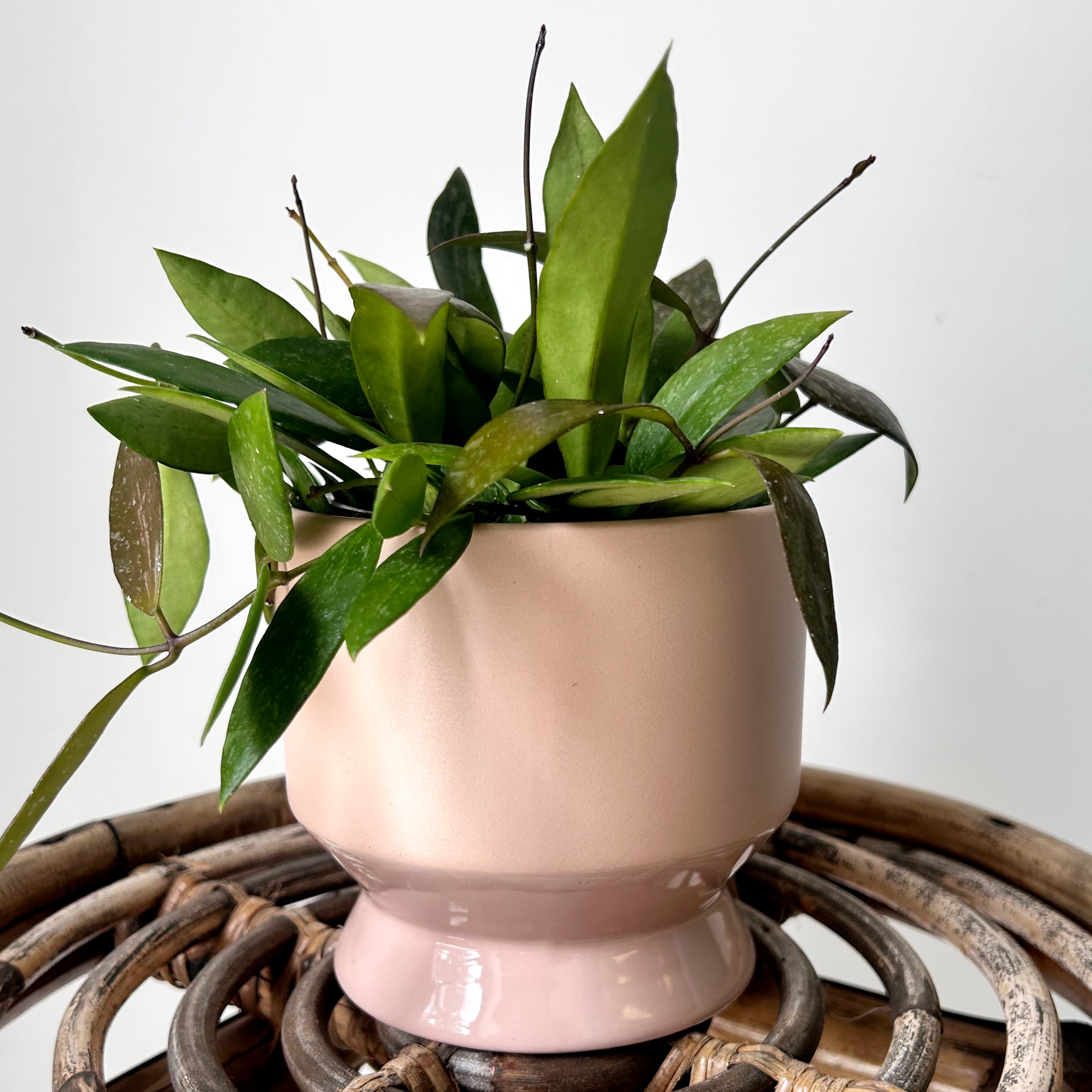 PASADENA Decorative Raised Pot 4.5”x5” (available in three colours)