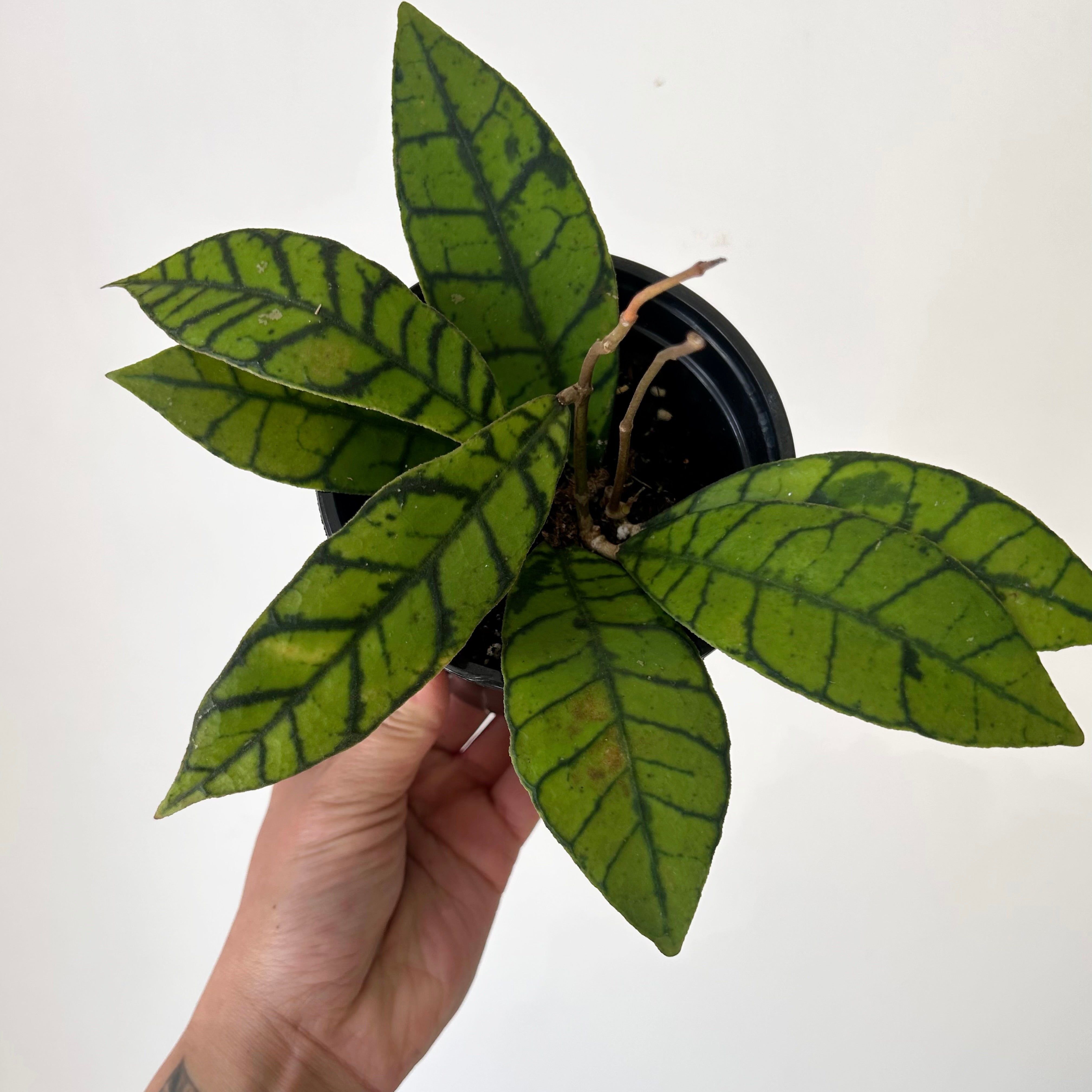 Hoya callistophylla 4" pot