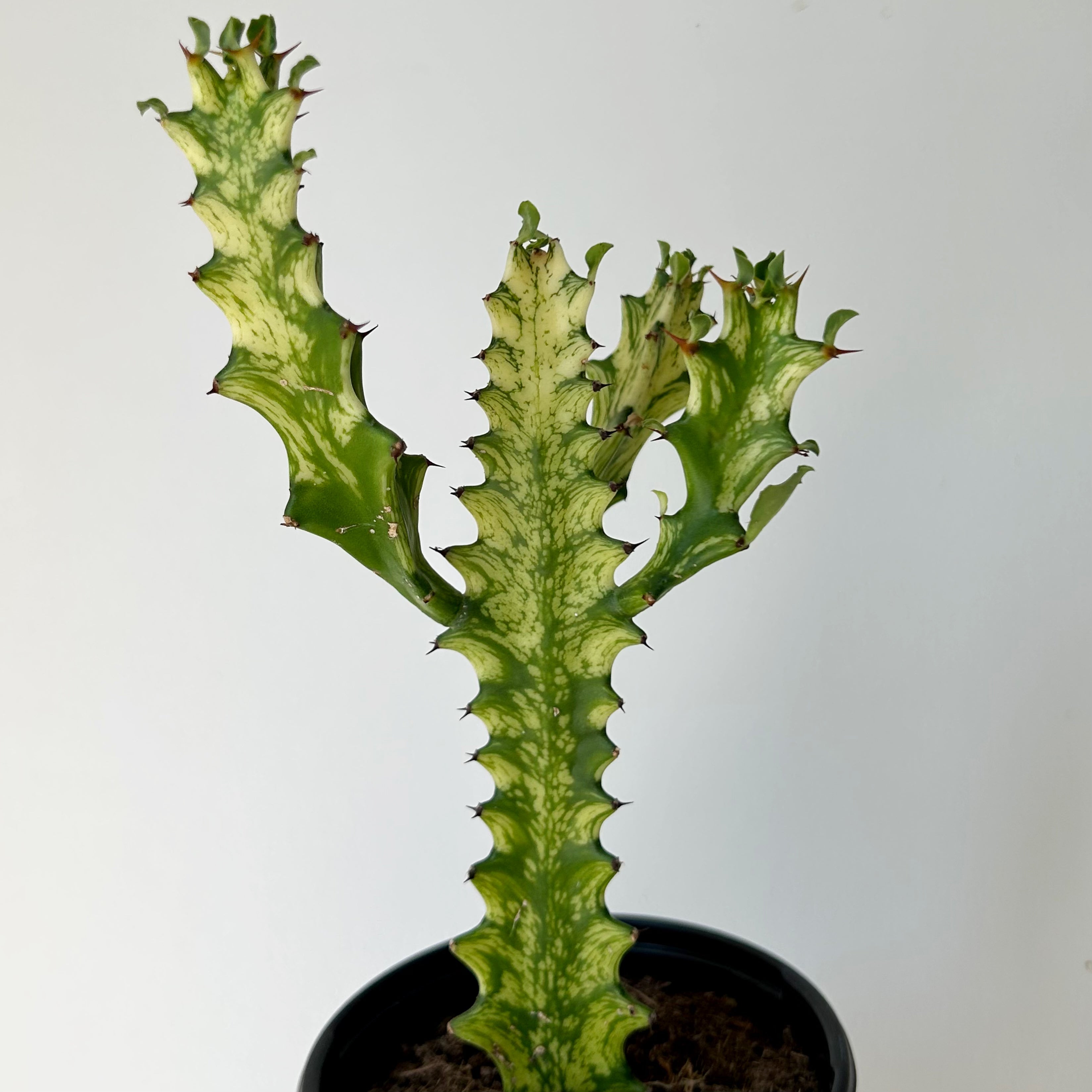 Euphorbia Trigona Variegata in 3.5”pot