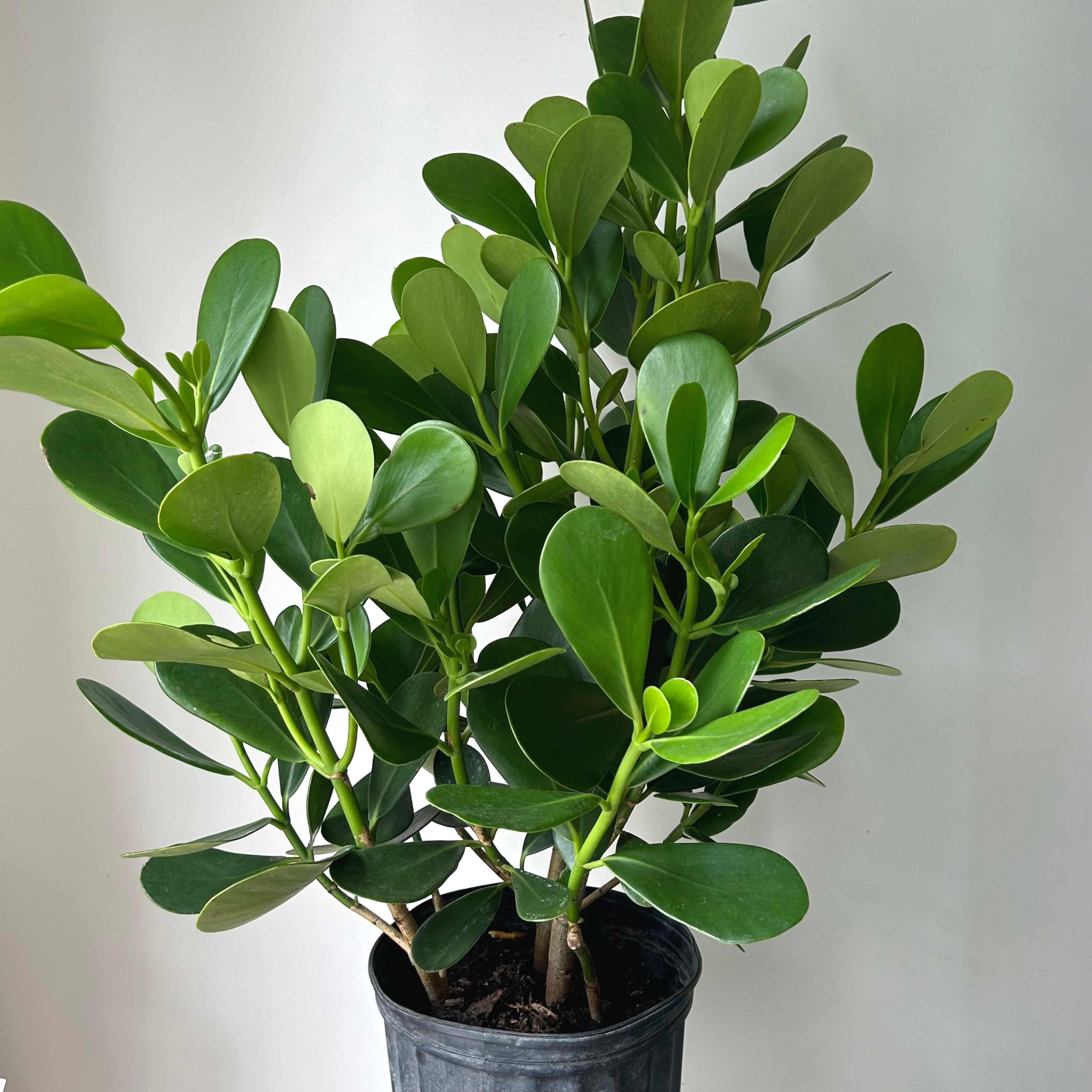 Autograph Plant (Clusia Rosea) approximately 3ft tall in 10" pot