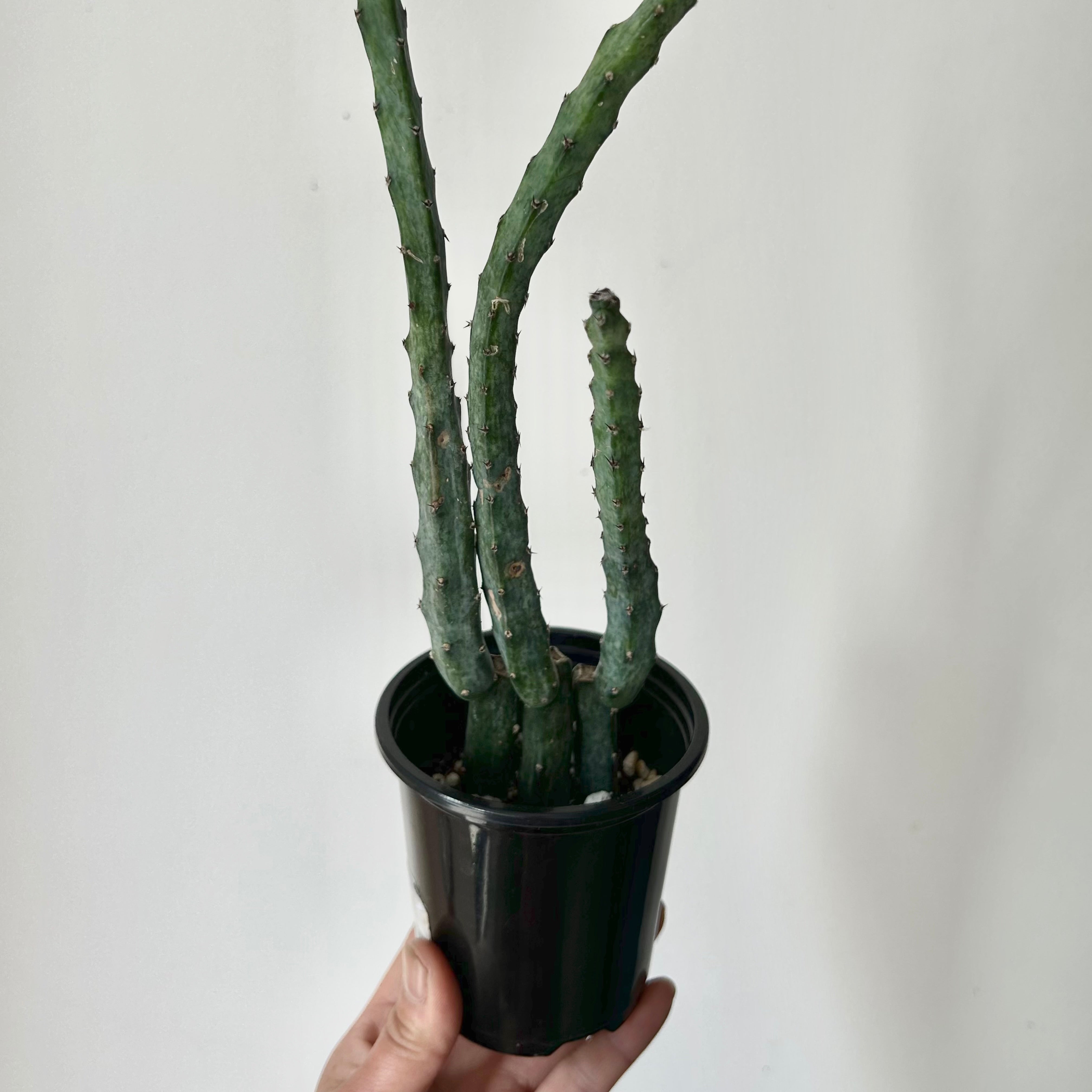 Moonlight Cactus (Cereus spegazzinii) 3.5”pot