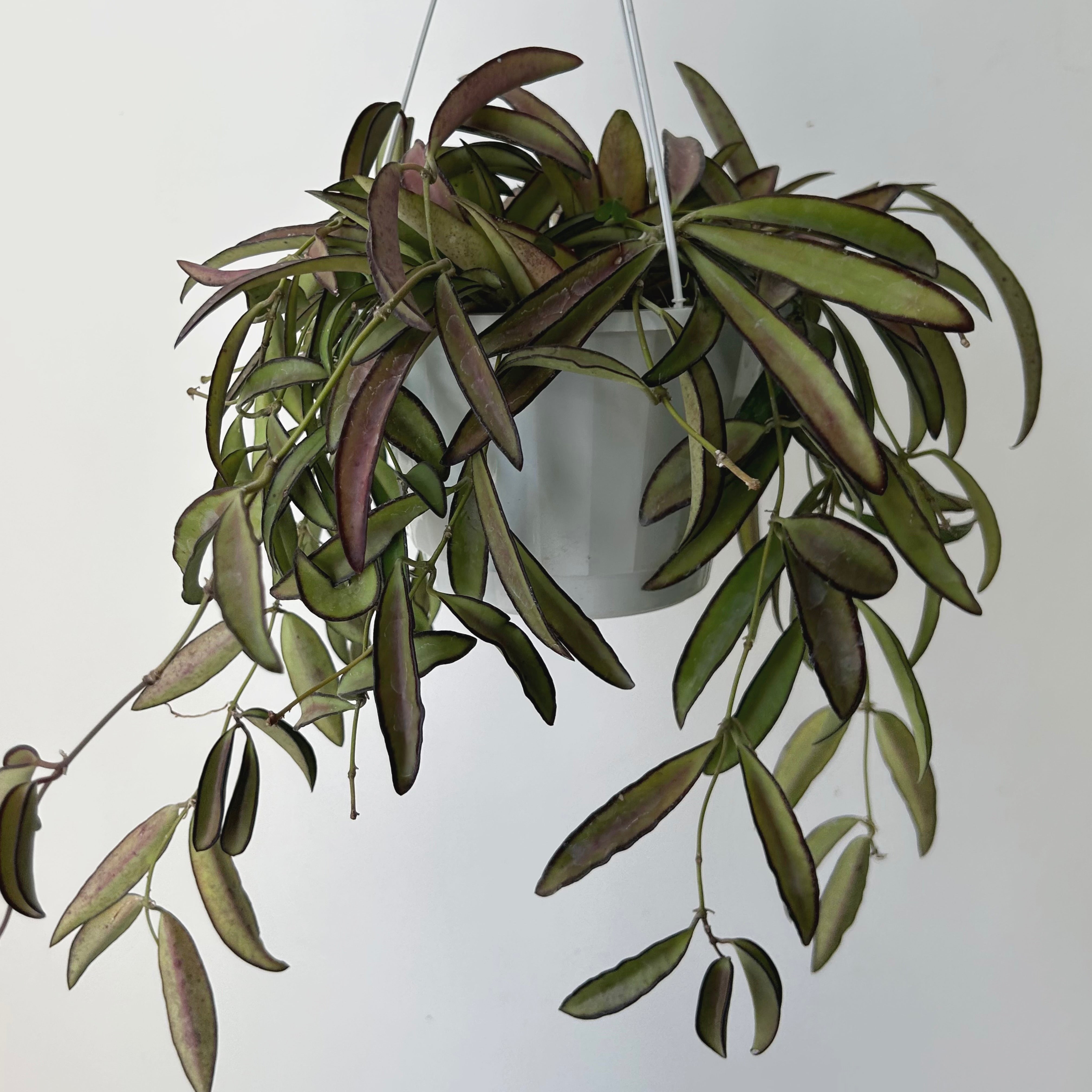 Hoya Wayetii 6” hanging basket