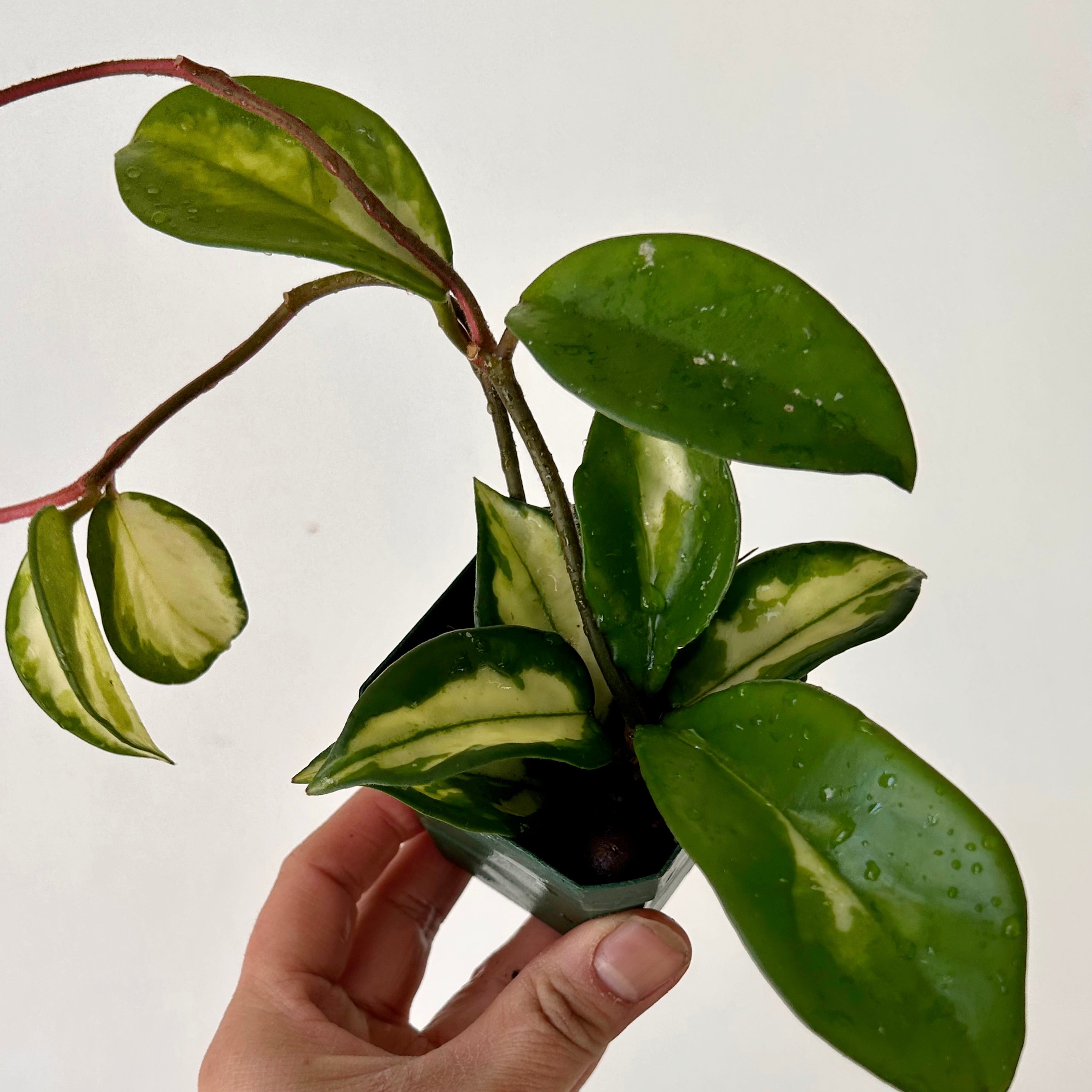 Hoya Tricolour “Krimson Princess” 3”pot