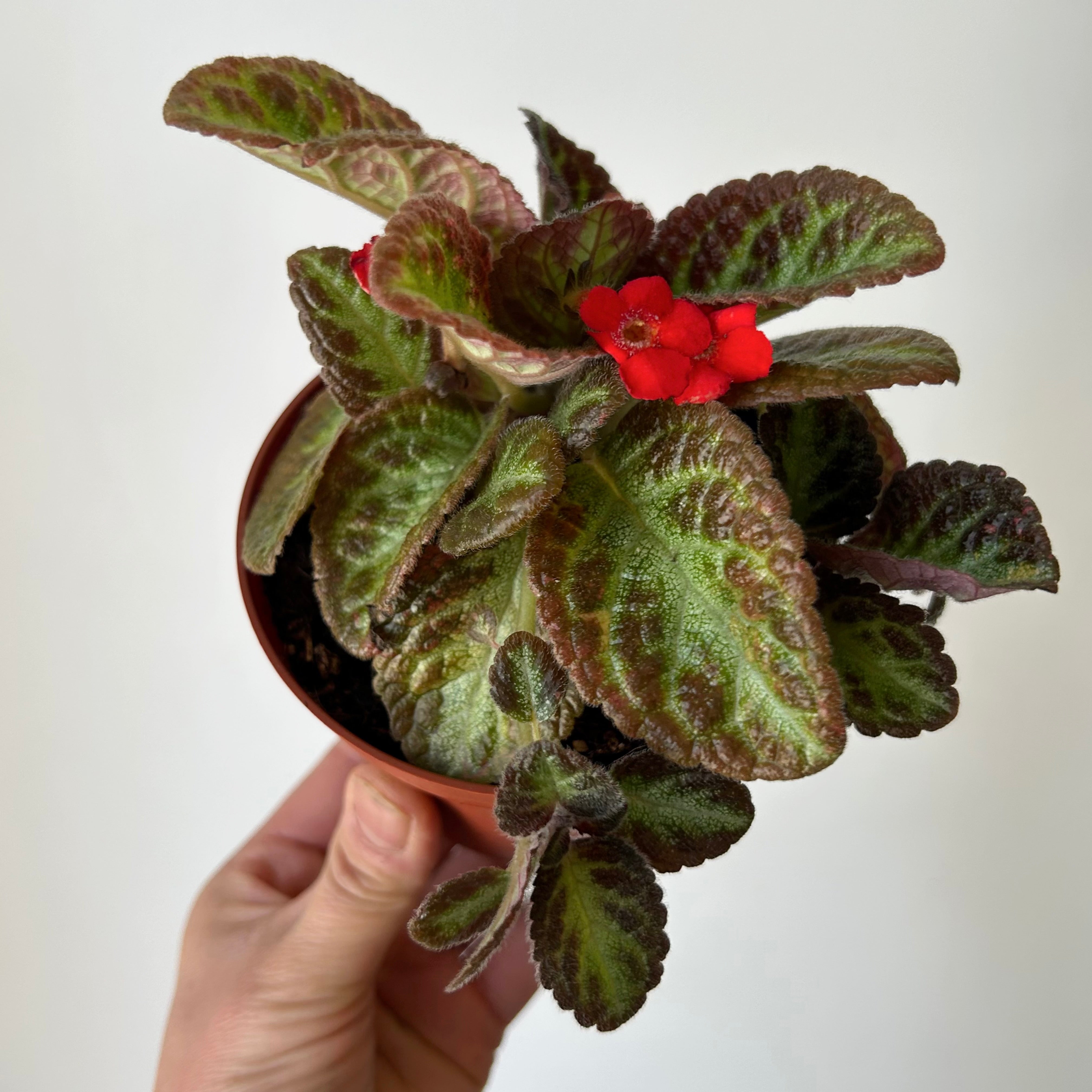 Episcia “Chocolate Soldier” 4”pot