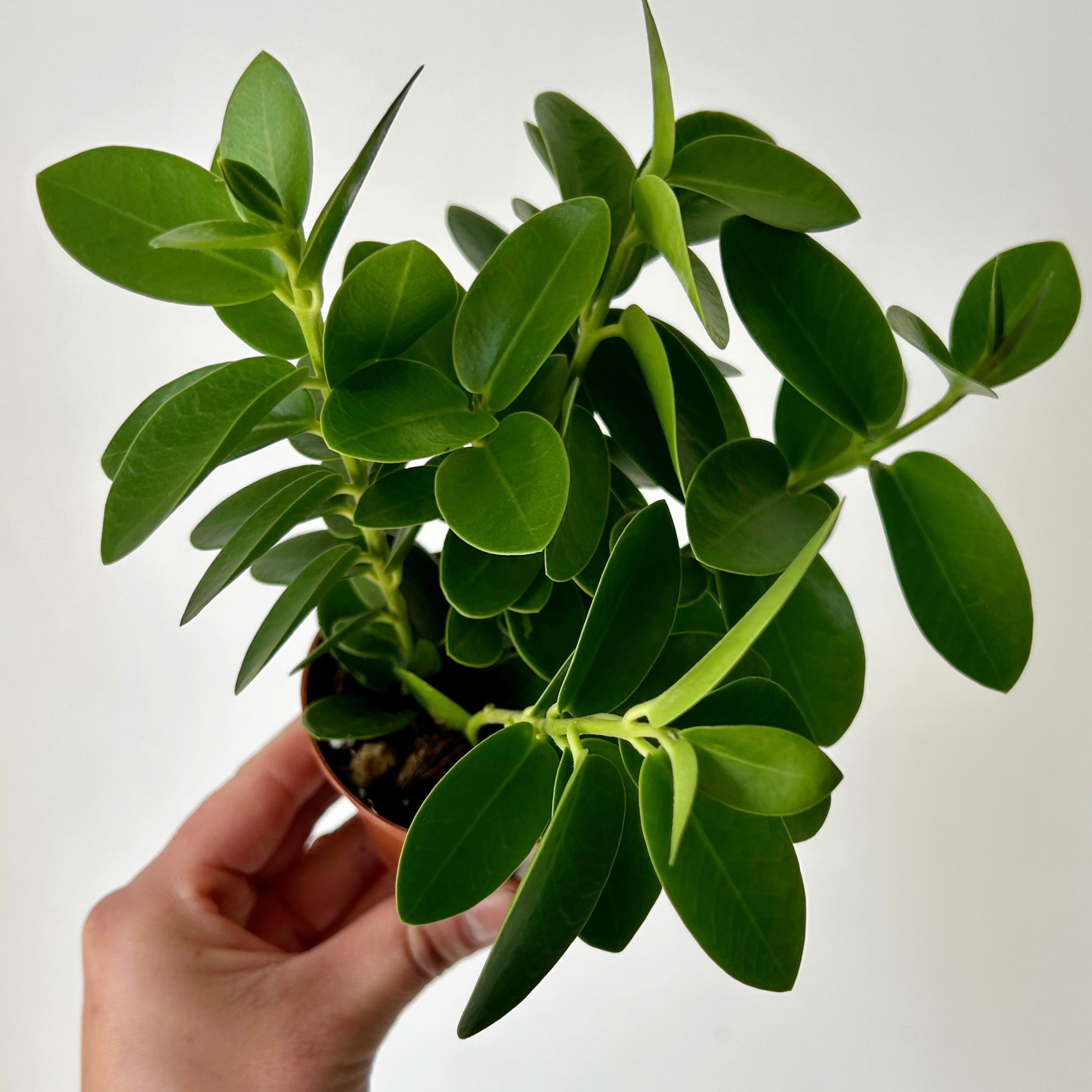 Hoya cumingiana 3.5”pot