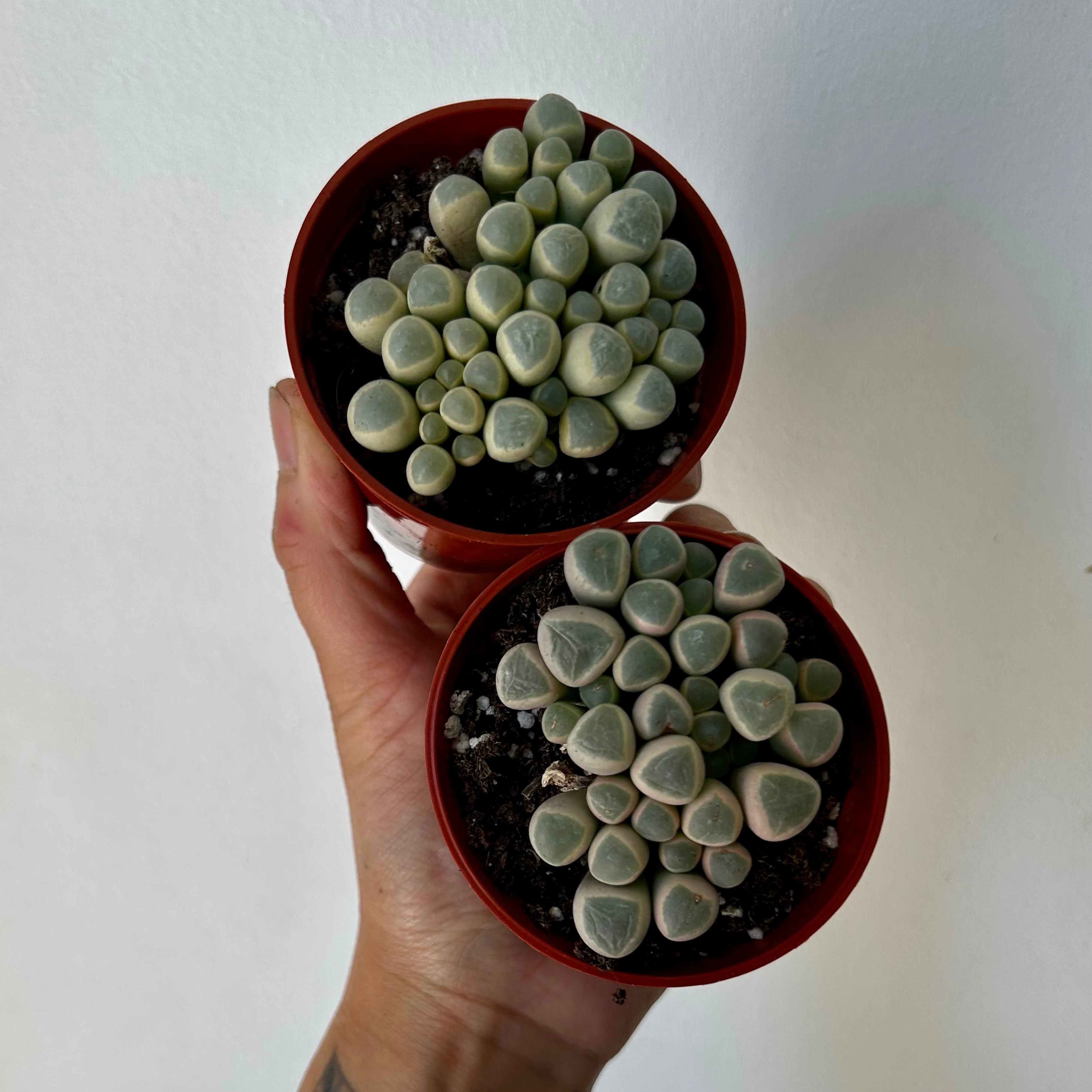 Baby Toes Succulent (Fenestraria rhopalophyll) 2.75”pot