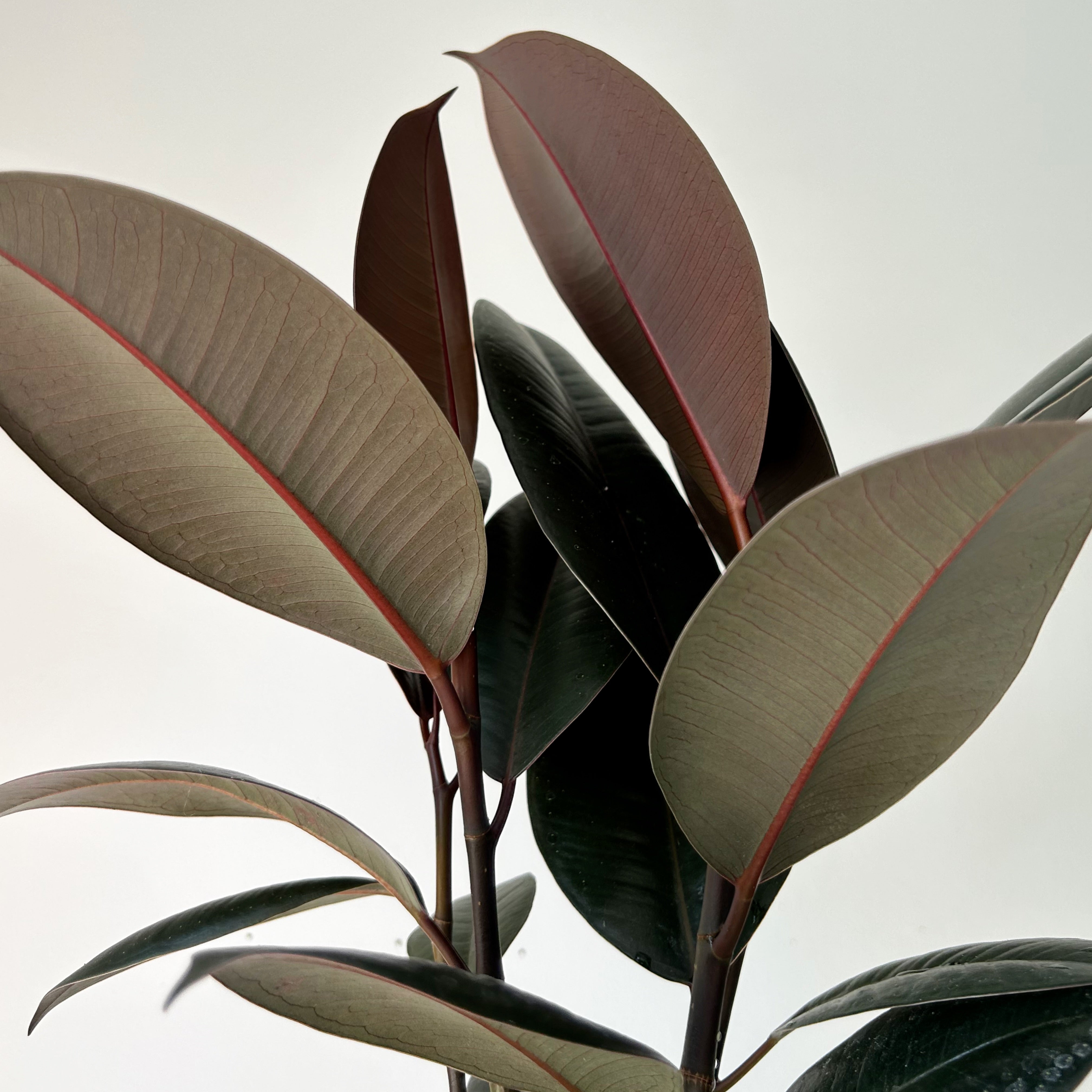 Burgundy Rubber Fig Column (Ficus Elastica) 5”pot