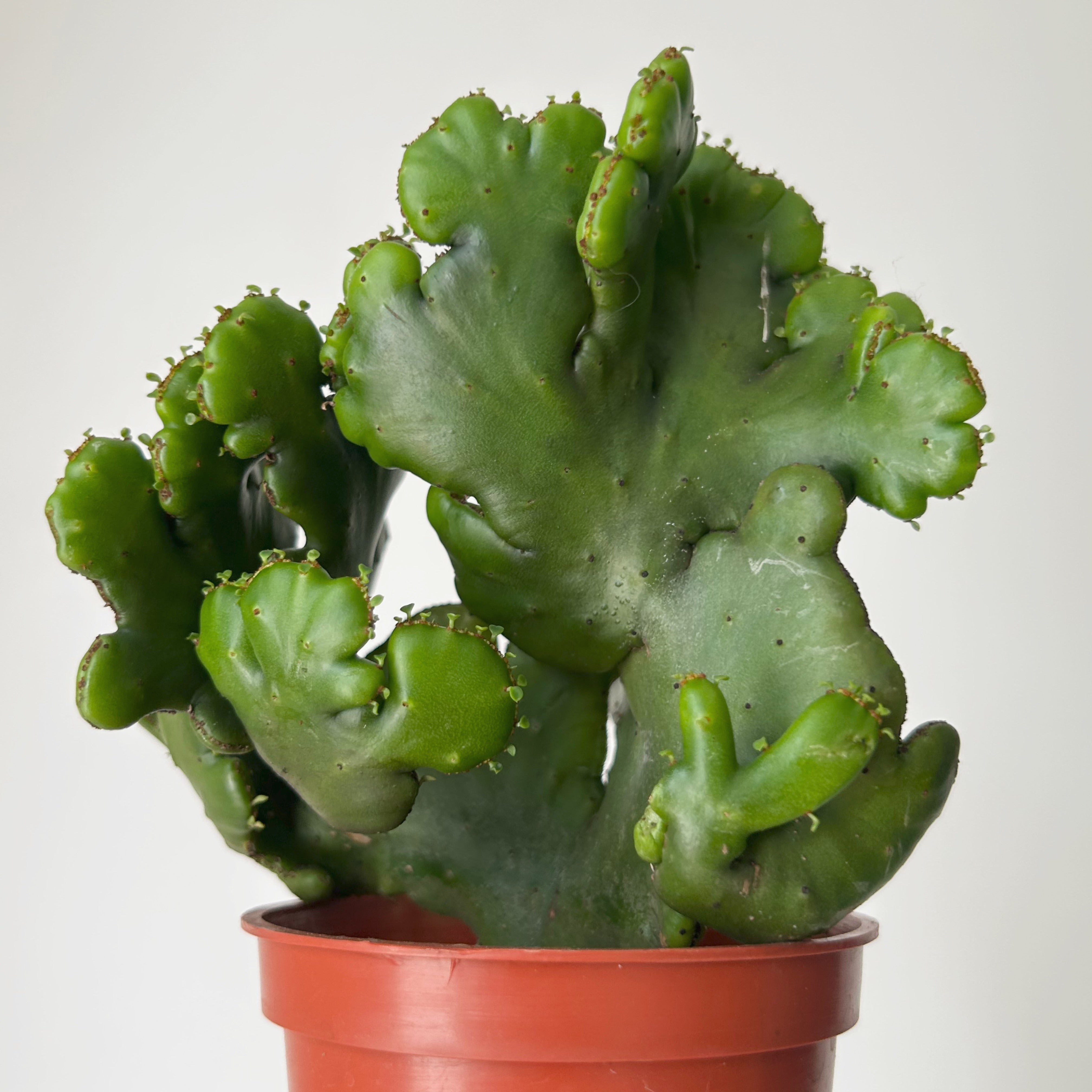 Euphorbia oncoclada cristata 3” pot