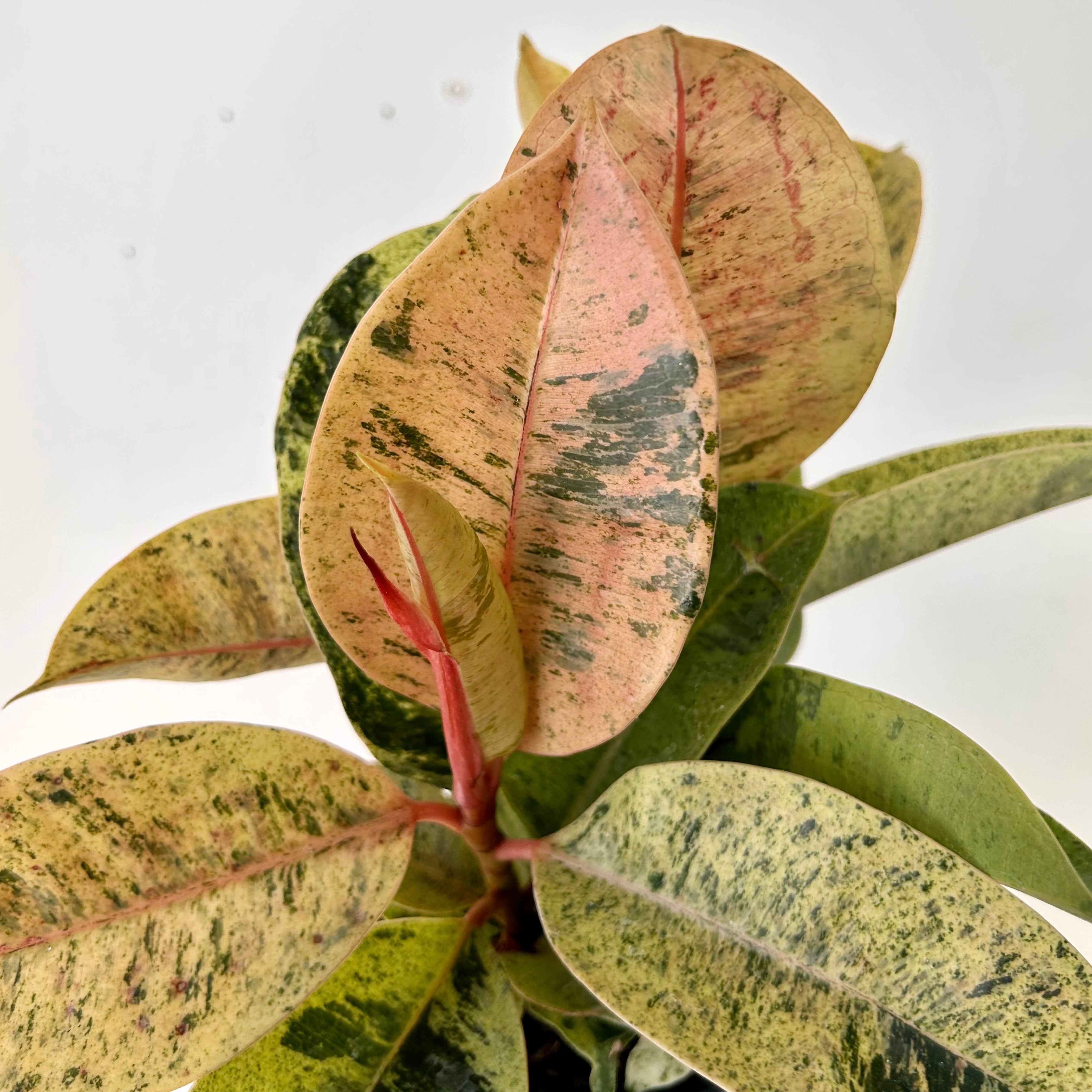 Ficus Shivereana Moonshine 4”pot