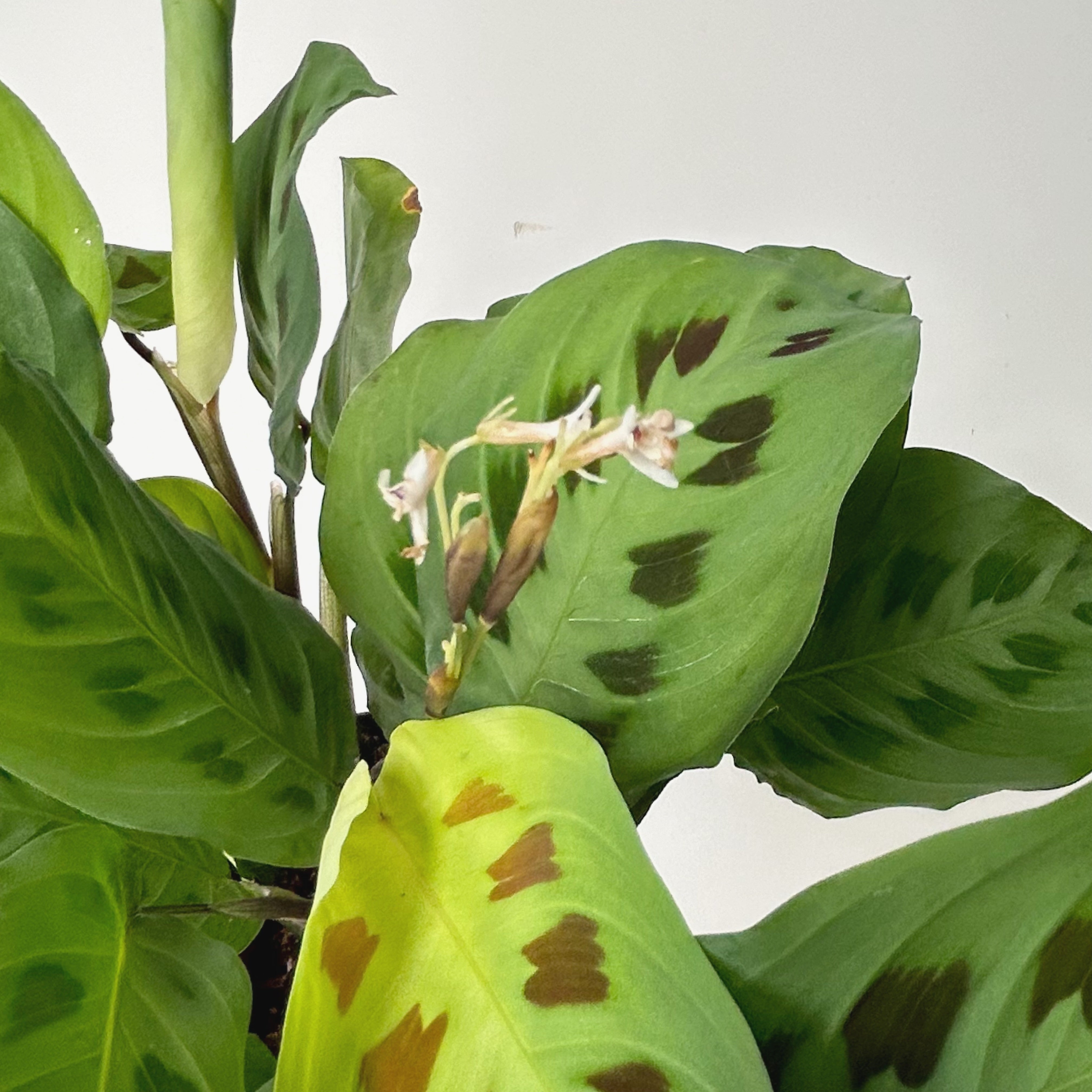 Rabbit’s Foot Prayer Plant (Maranta leuconeura kerchoveana)5”pot
