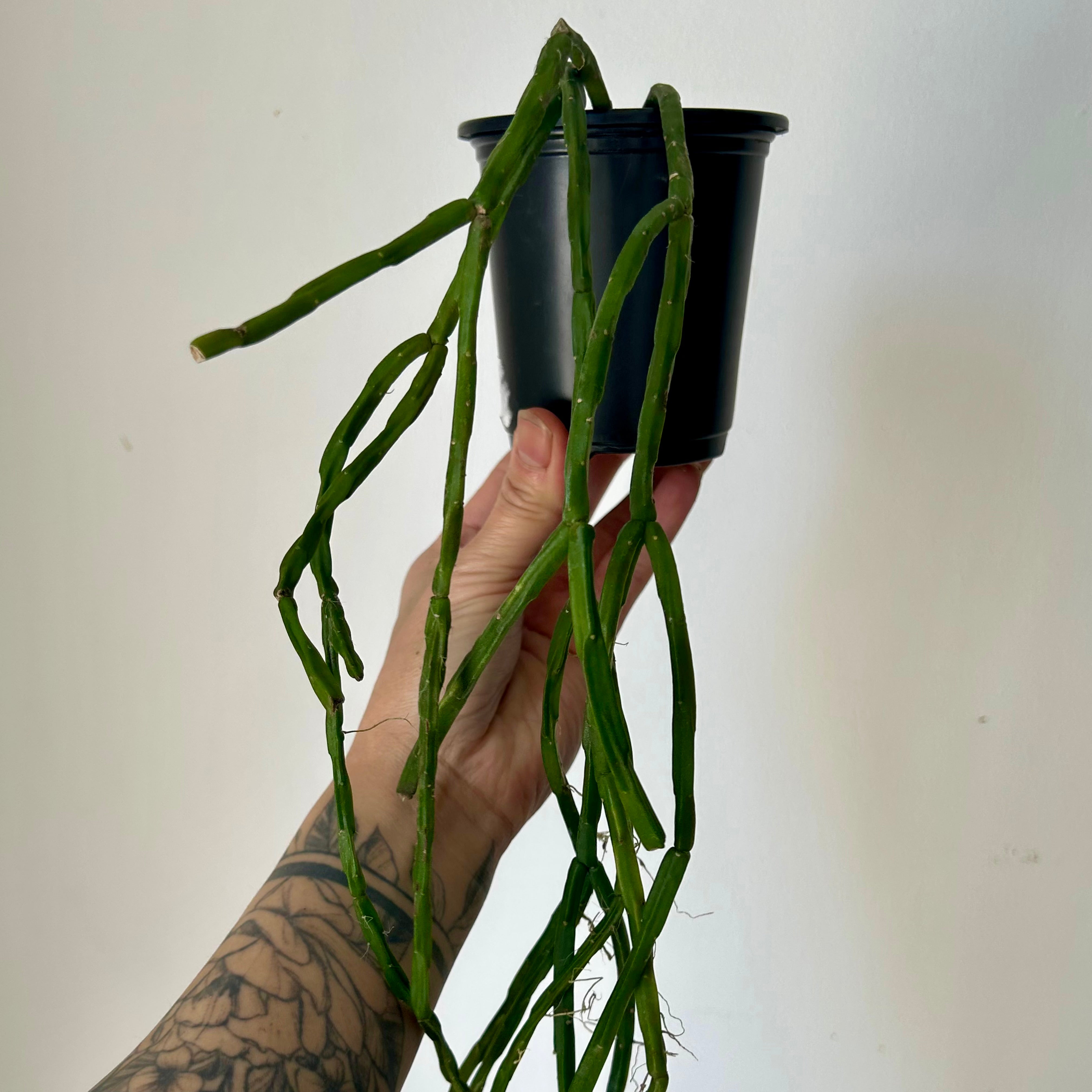 Rhipsalis Paradoxa Minor 3.5” pot
