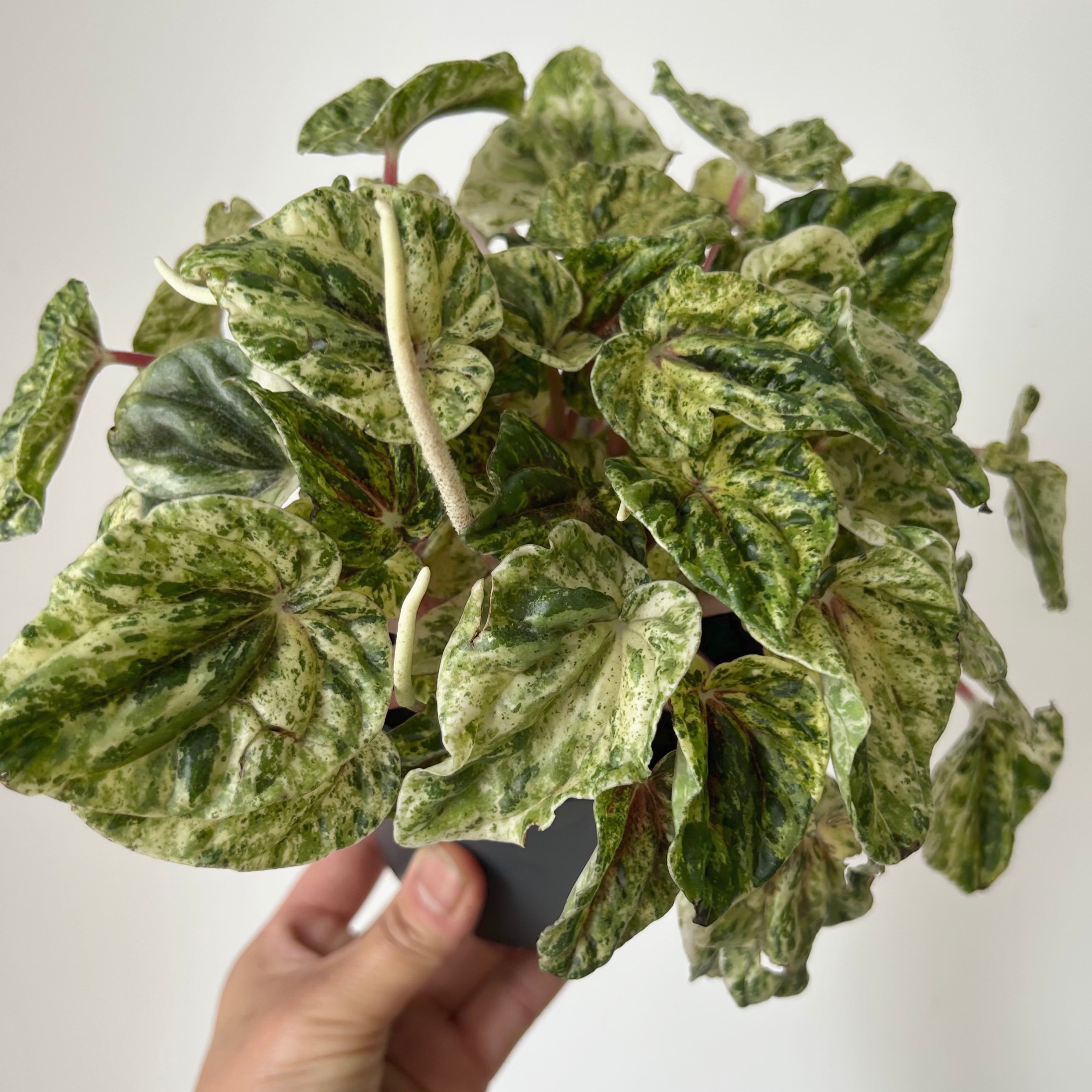 Variegated Peperomia Caperata “Buenos Aires” 5”pot