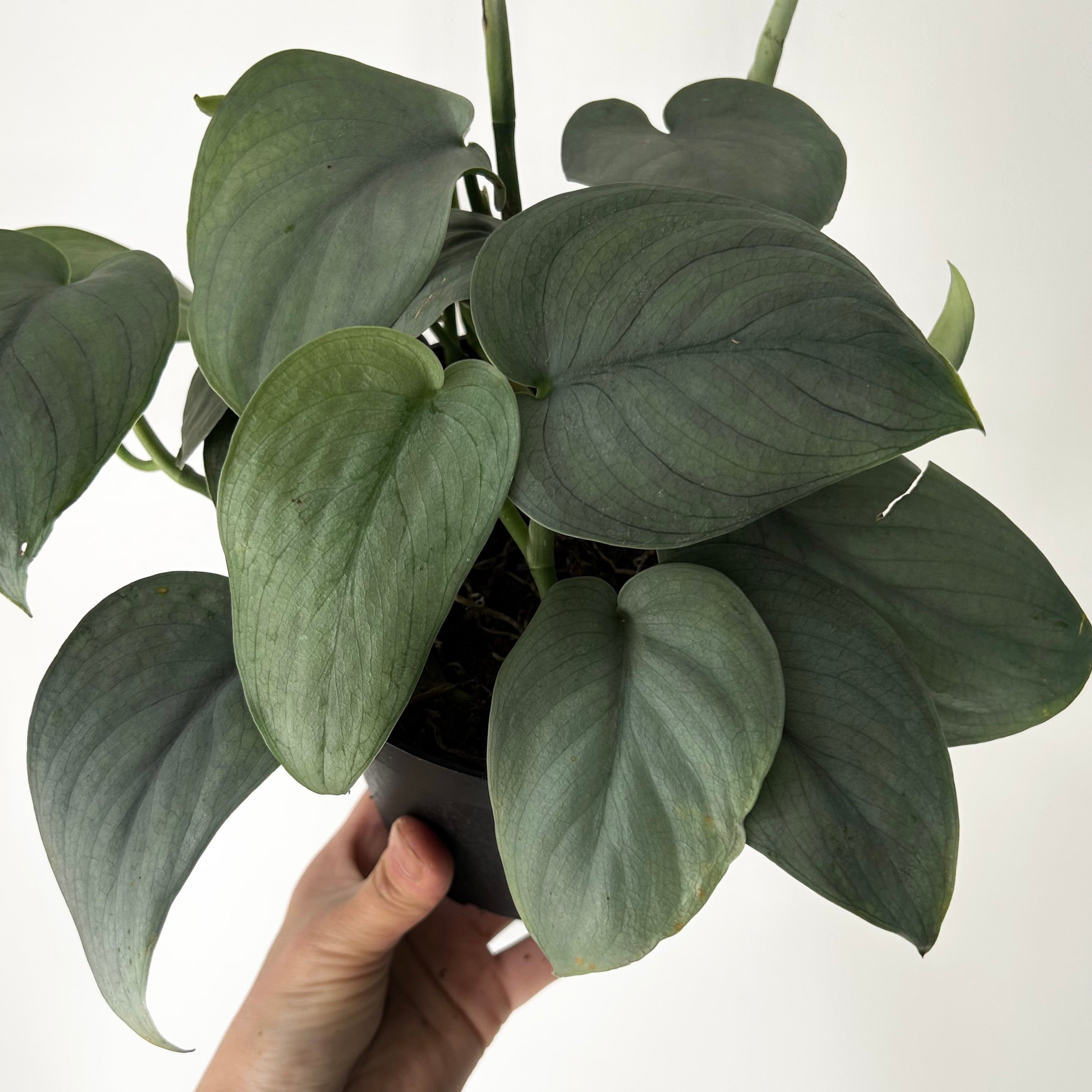 Scindapsus “Platinum” 6”pot