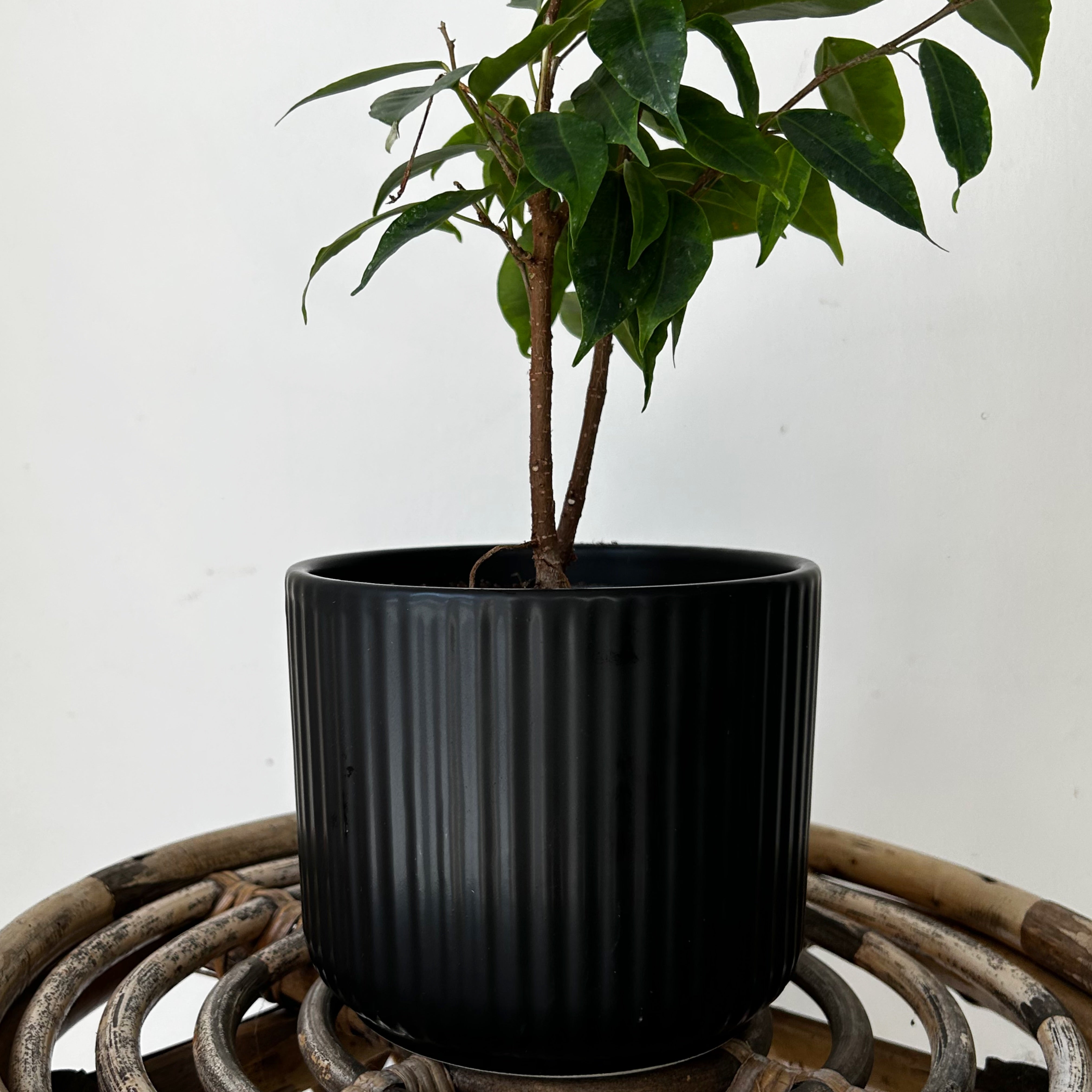 LUNA MATTE Vertical Stripe Decorative Pot 5”x4.75”