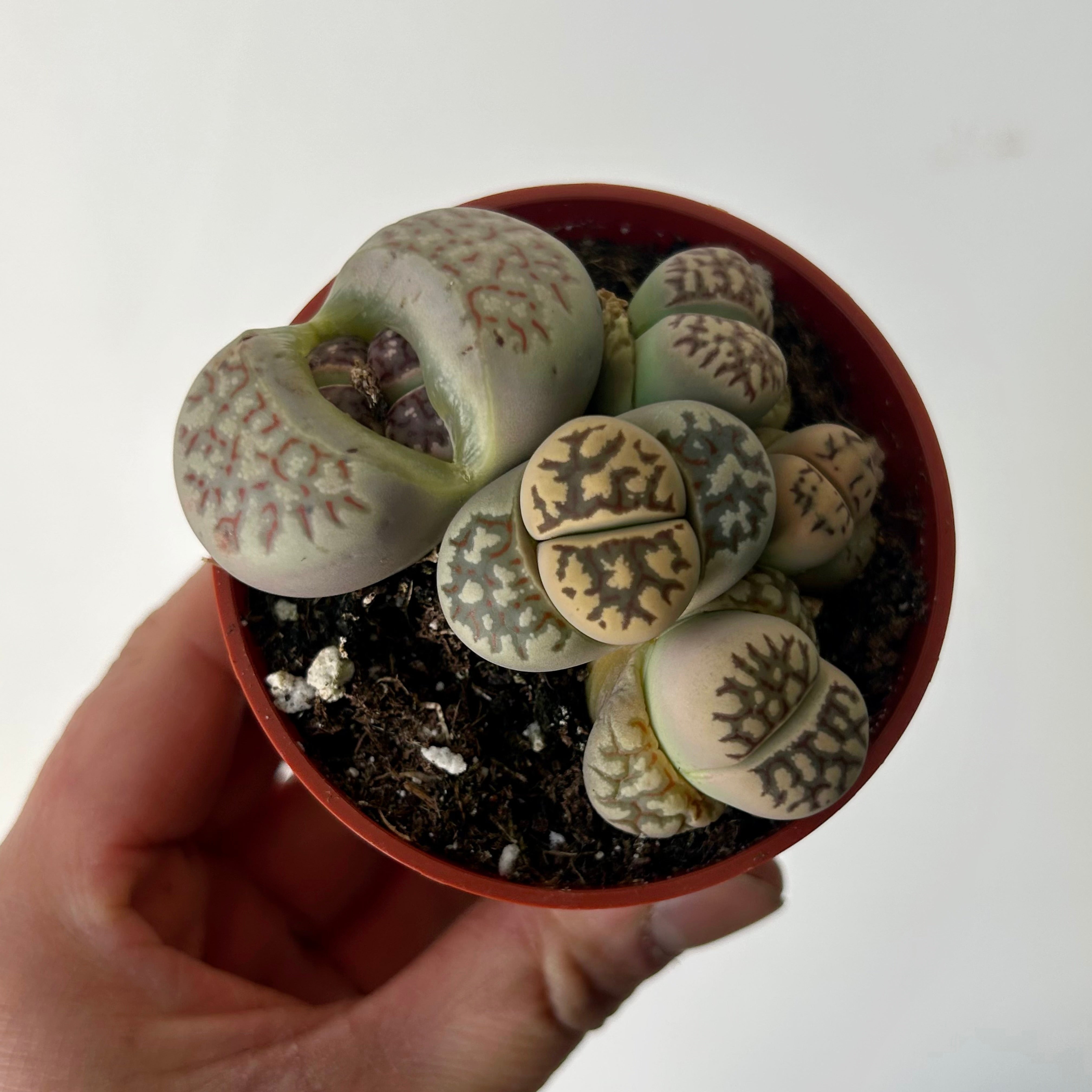 Living Stone Succulent (Lithops) 3" pot