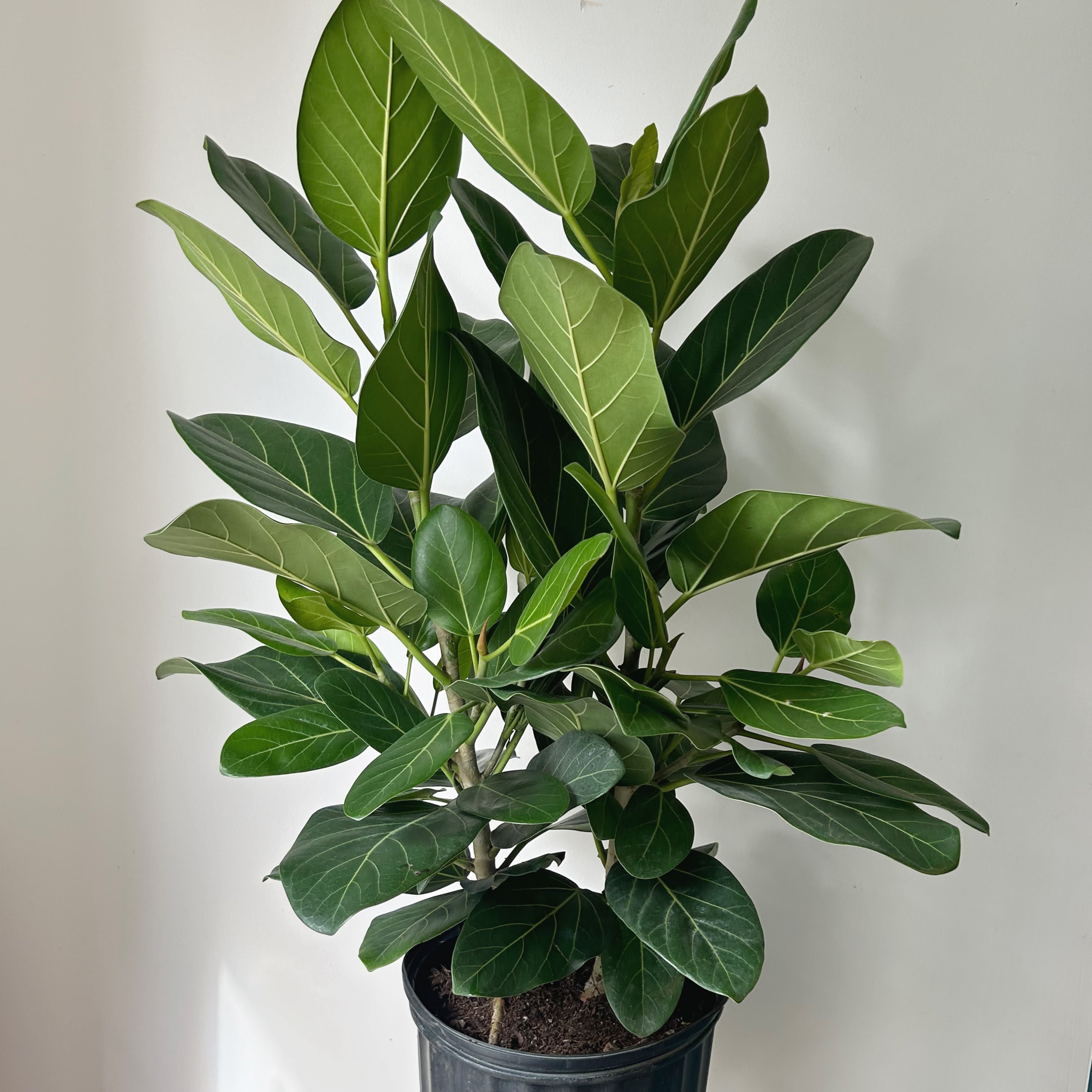 Ficus “Audrey” Bush (approximately 3ft tall) 10"pot