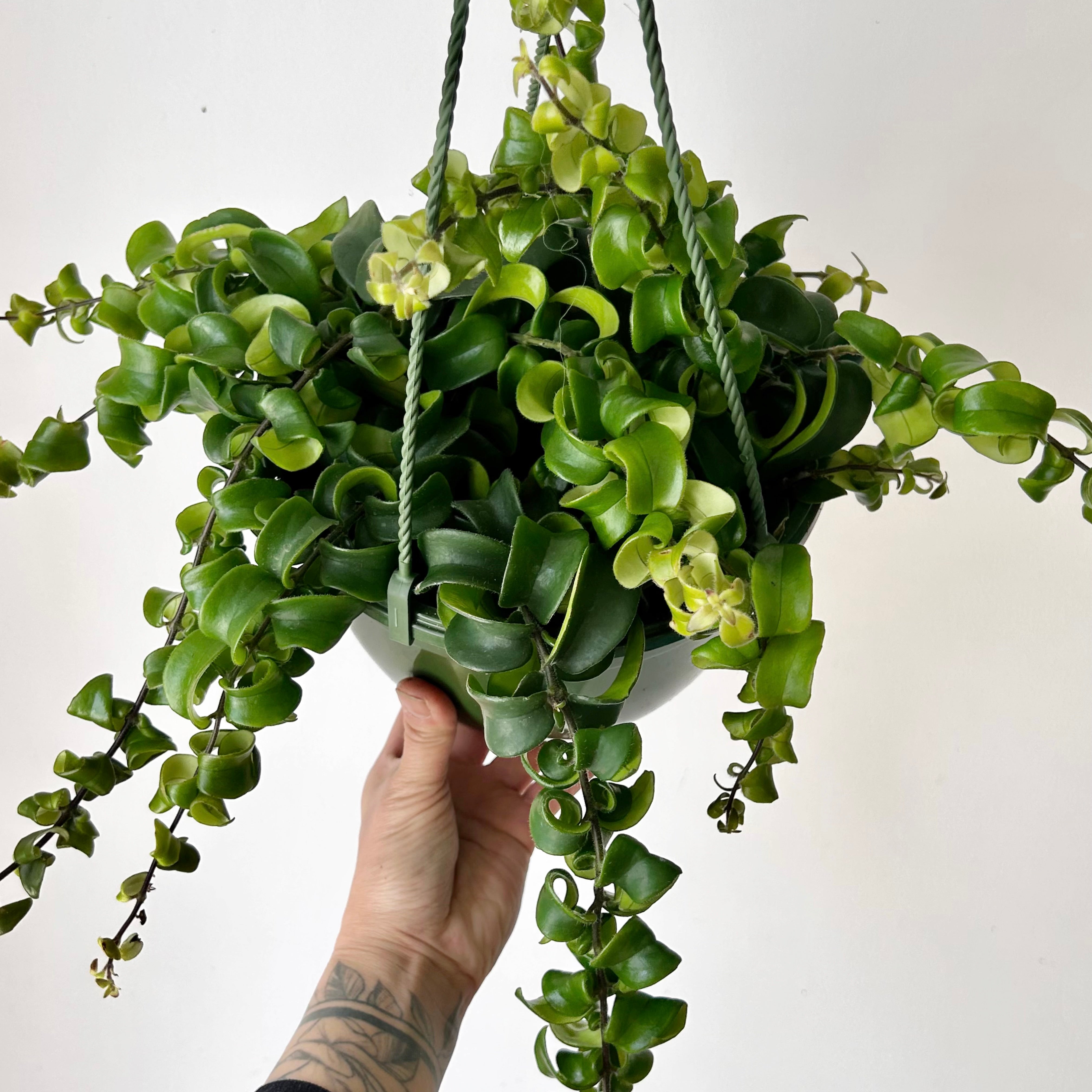 Rasta Lipstick Plant (Aeschynanthus radicans) 8”hanging pot