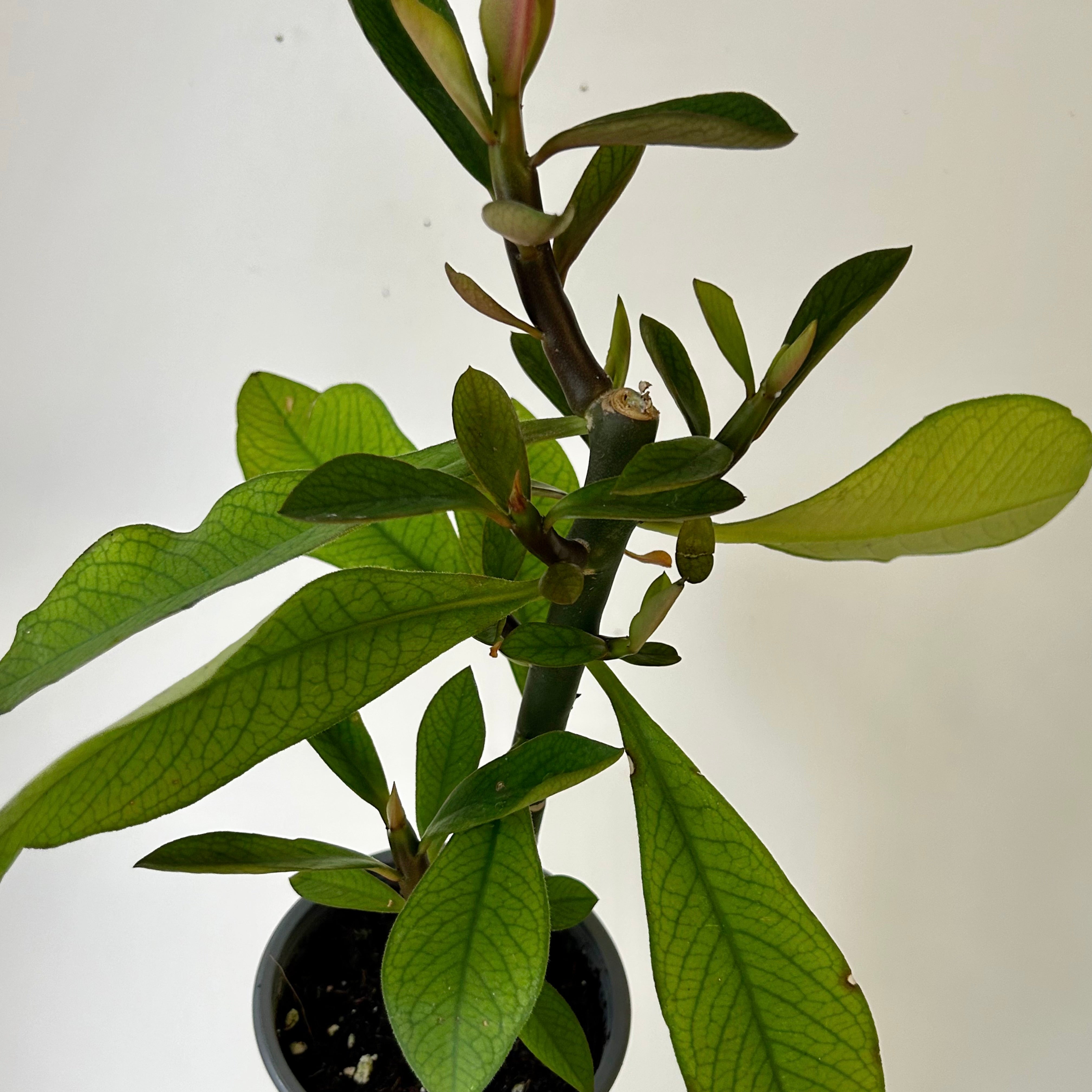 Euphorbia grantii 5”pot