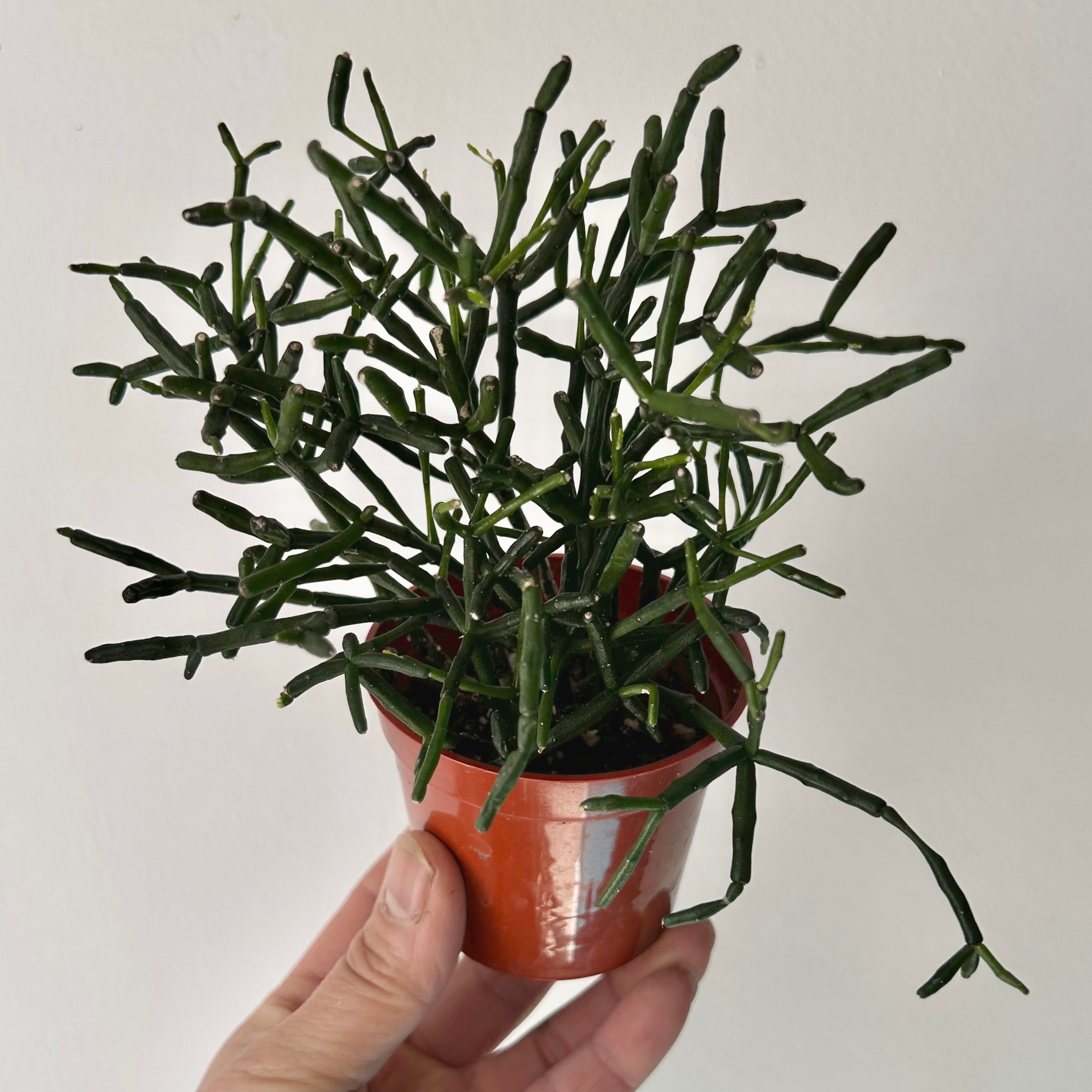 Bottle Cactus (hatiora salicornioides) 3” pot