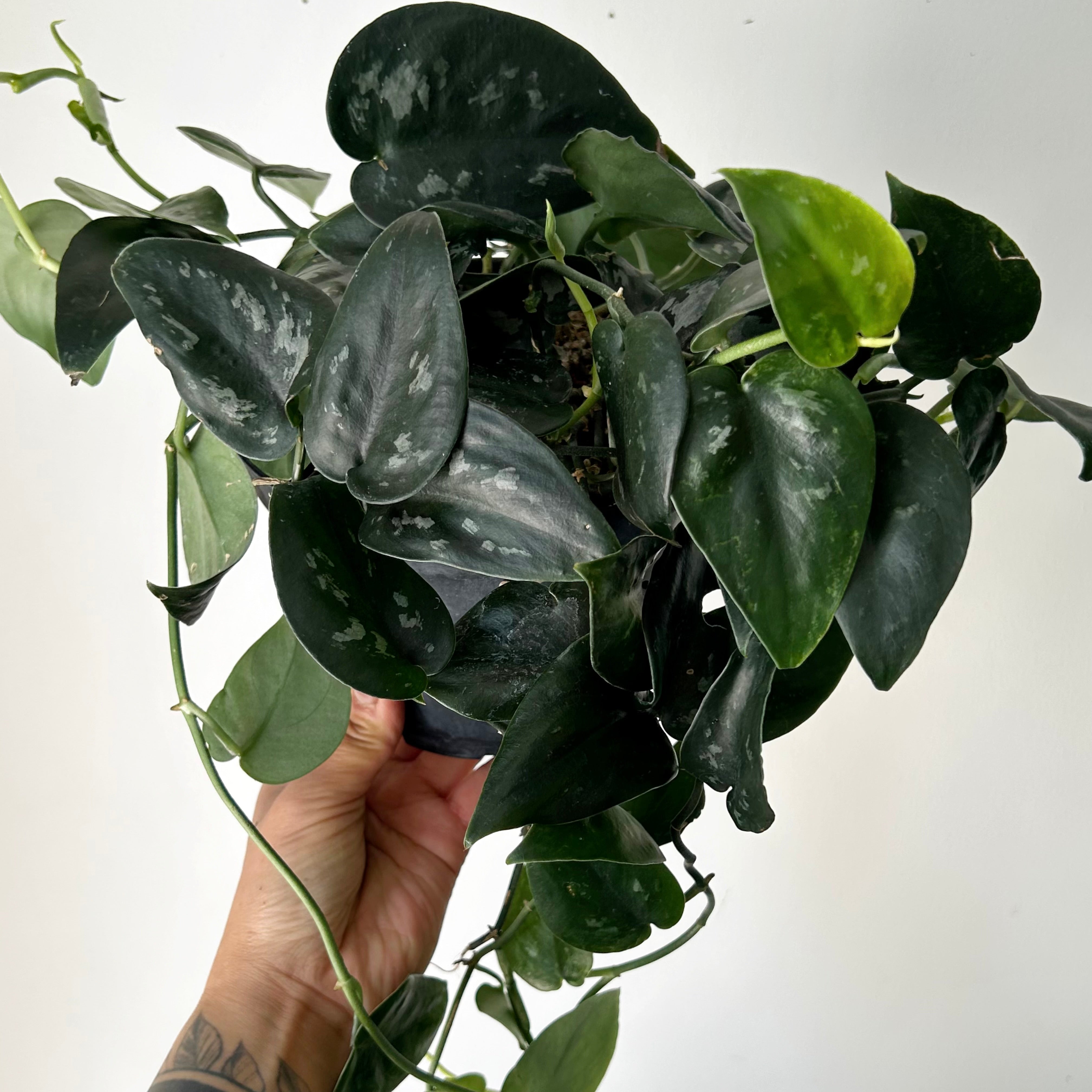 Scindapsus “Black Splash” 6” pot