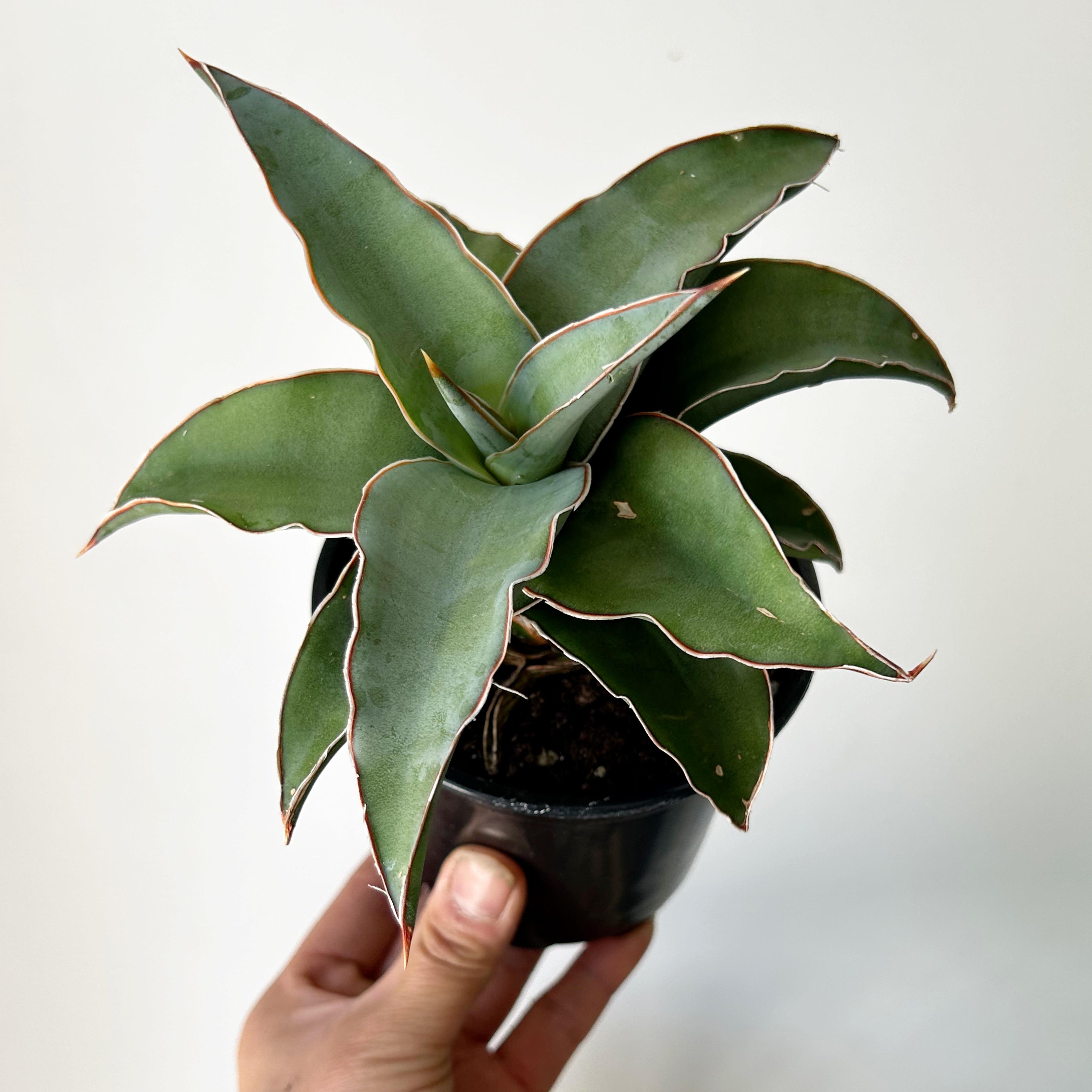 Sansevieria ‘Samurai” 4”pot