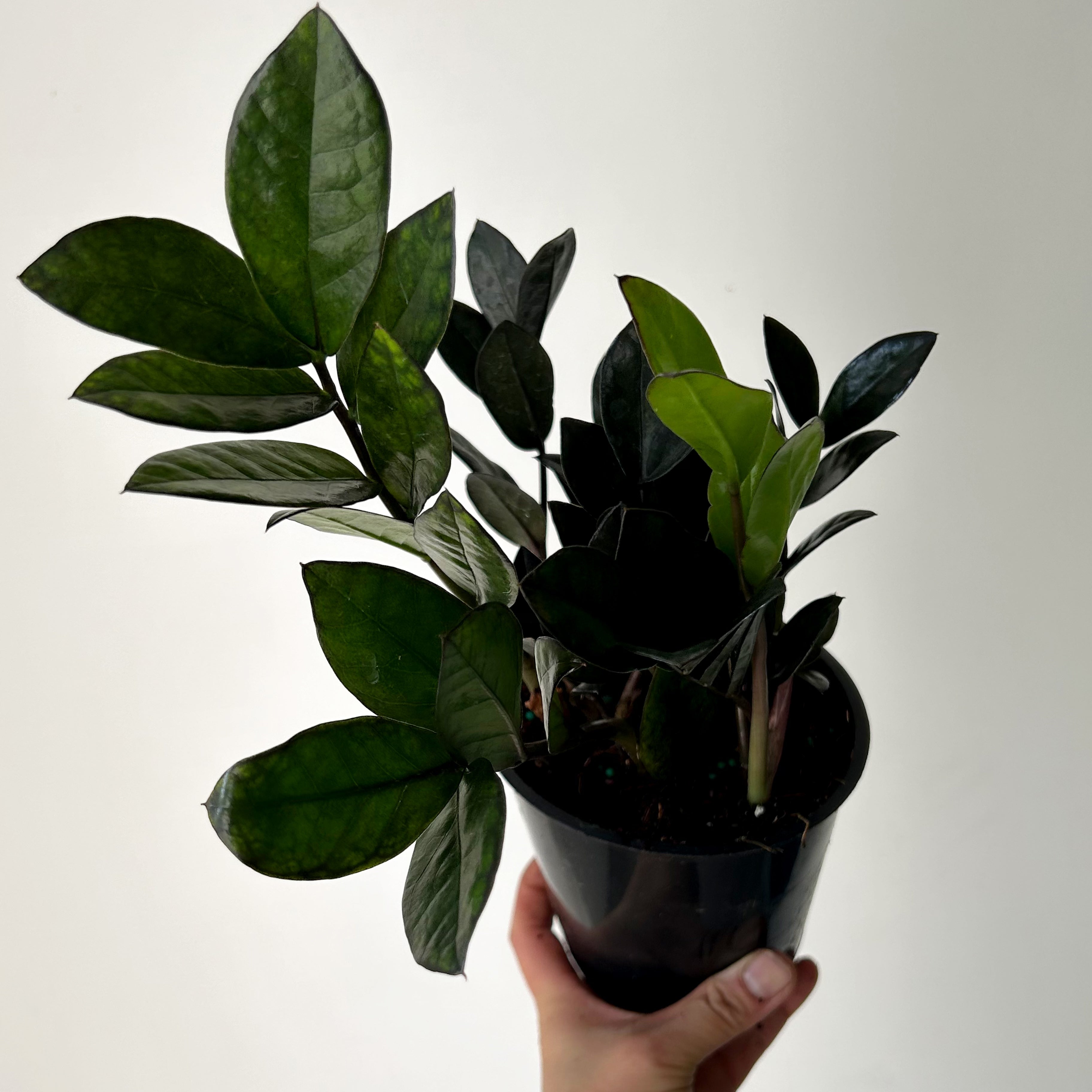 ZZ Dowon "Supernova Black"  5” pot