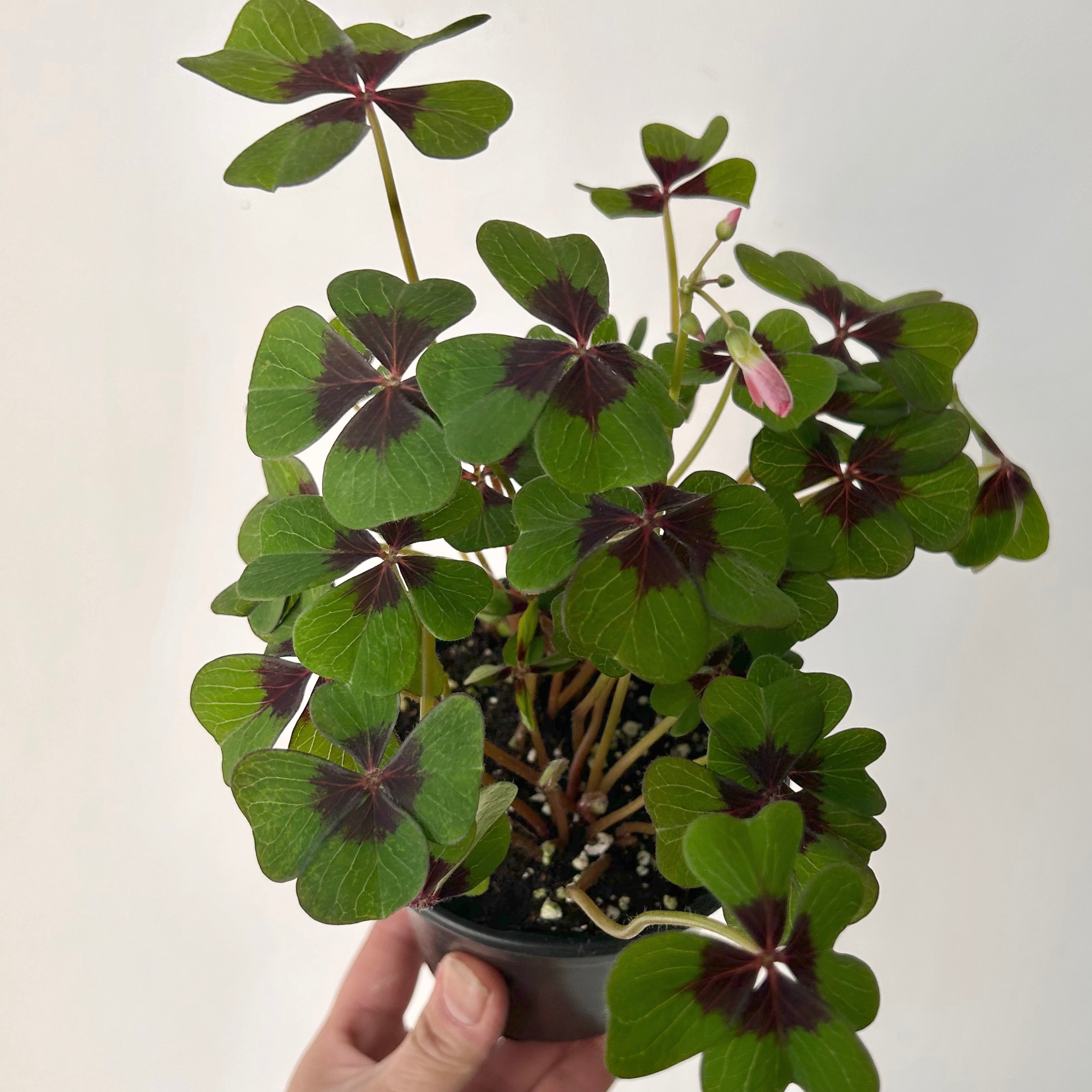 Oxalis tetraphylla "Iron Cross" 4” pot
