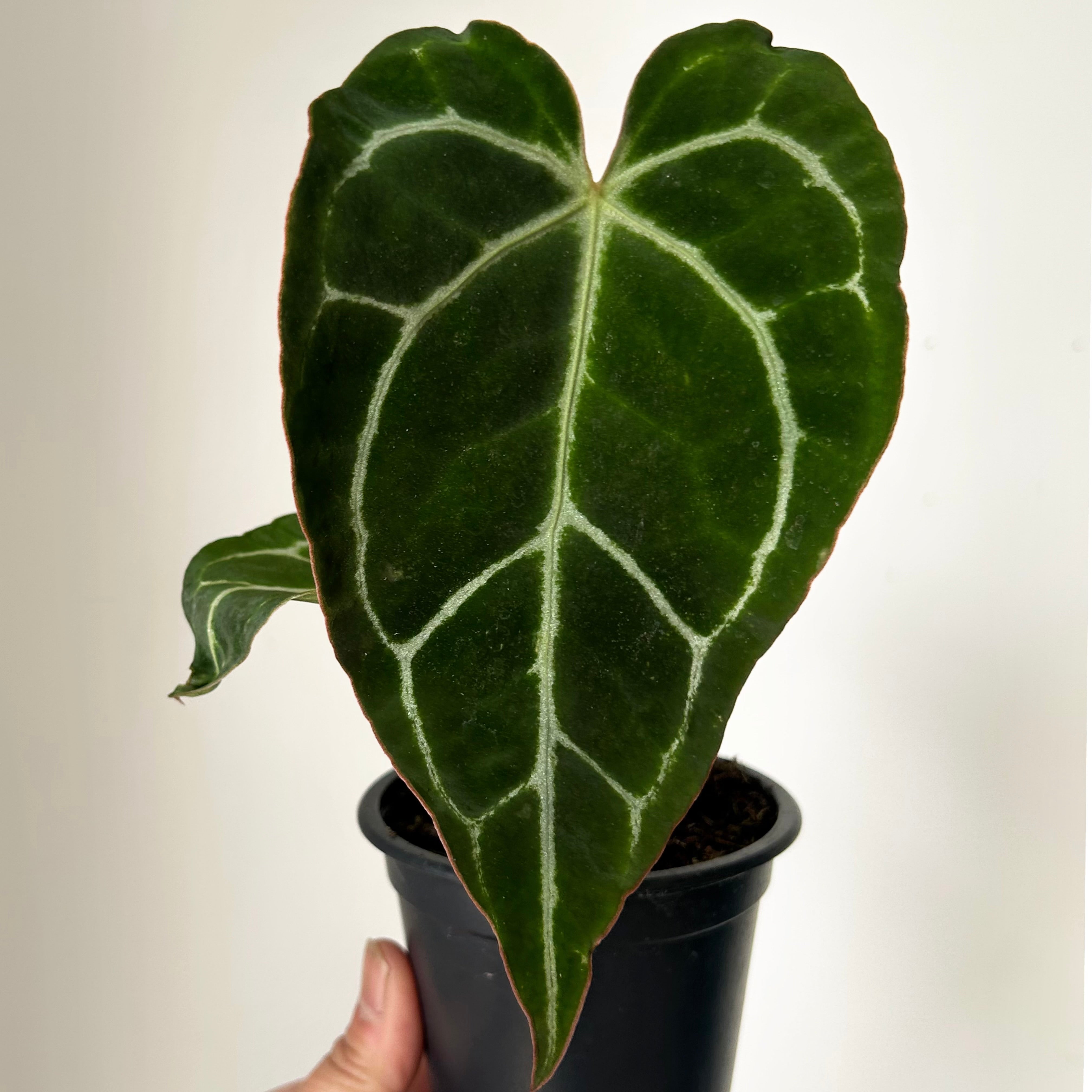 Anthurium Crystallinum 3.5”pot