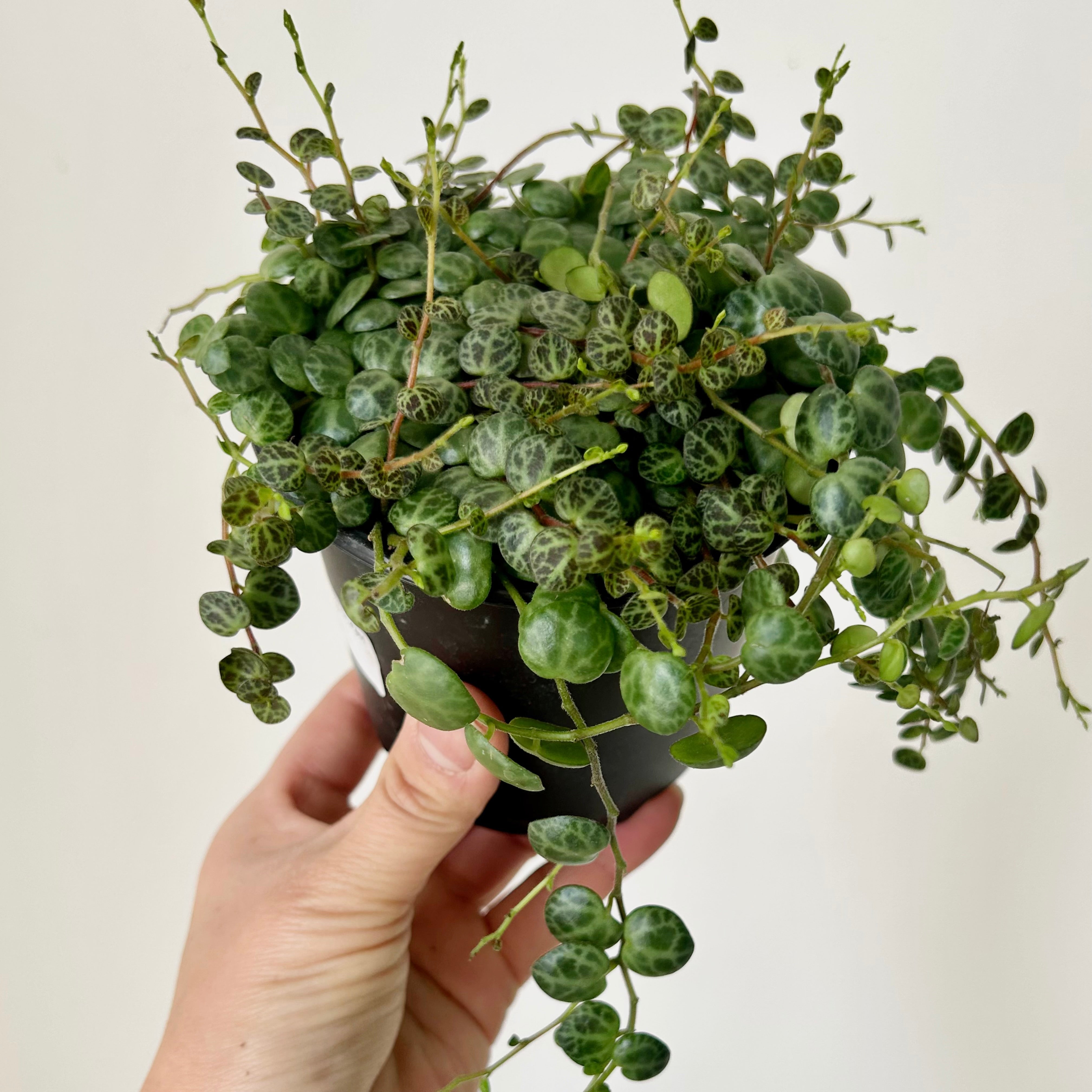 String of Turtles (Peperomia Prostrata) 4”pot