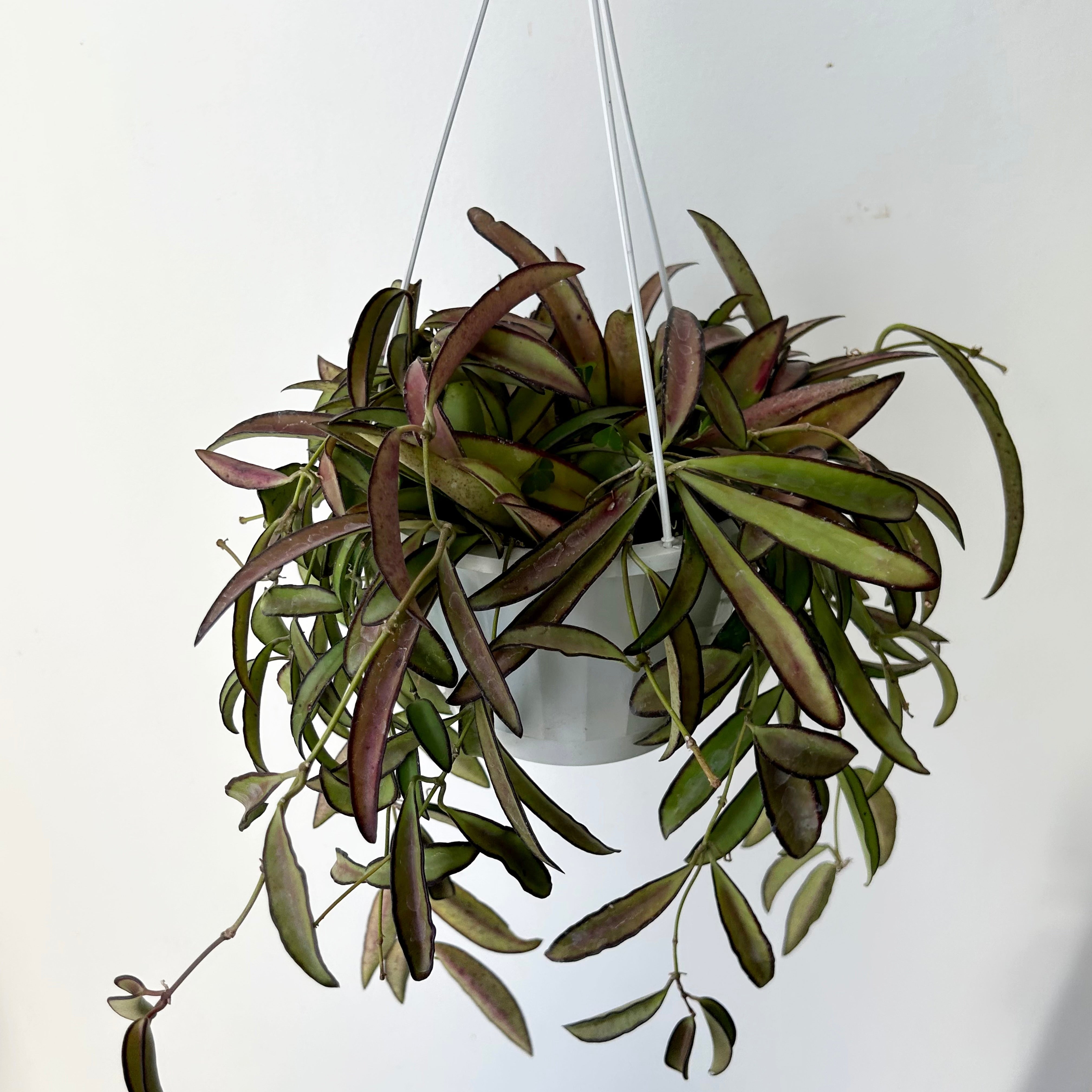 Hoya Wayetii 6” hanging basket