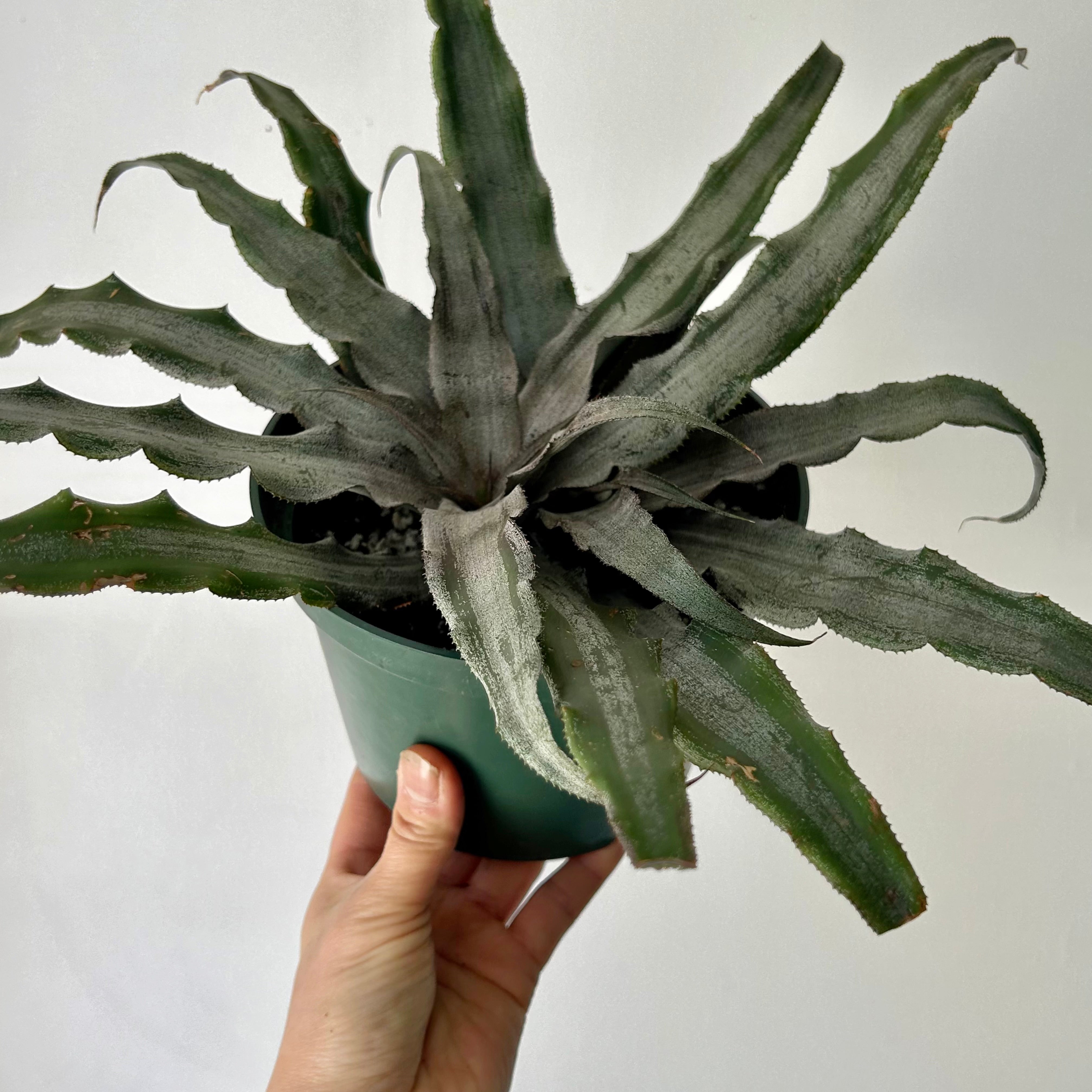 Earth Star Cryptanthus 6”pot