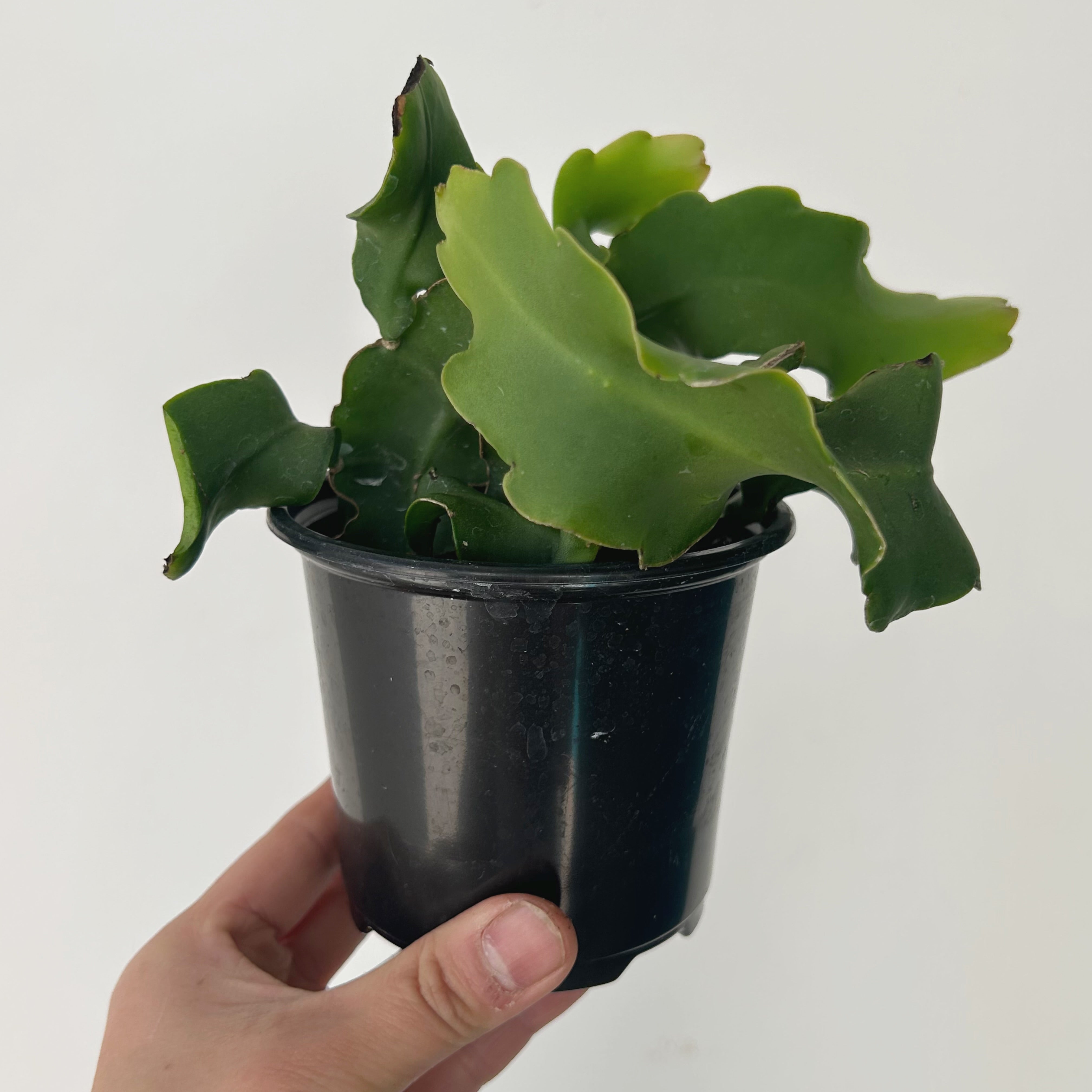 Curly Sue Orchid Cactus (Epiphyllum guatemalense) 4” pot