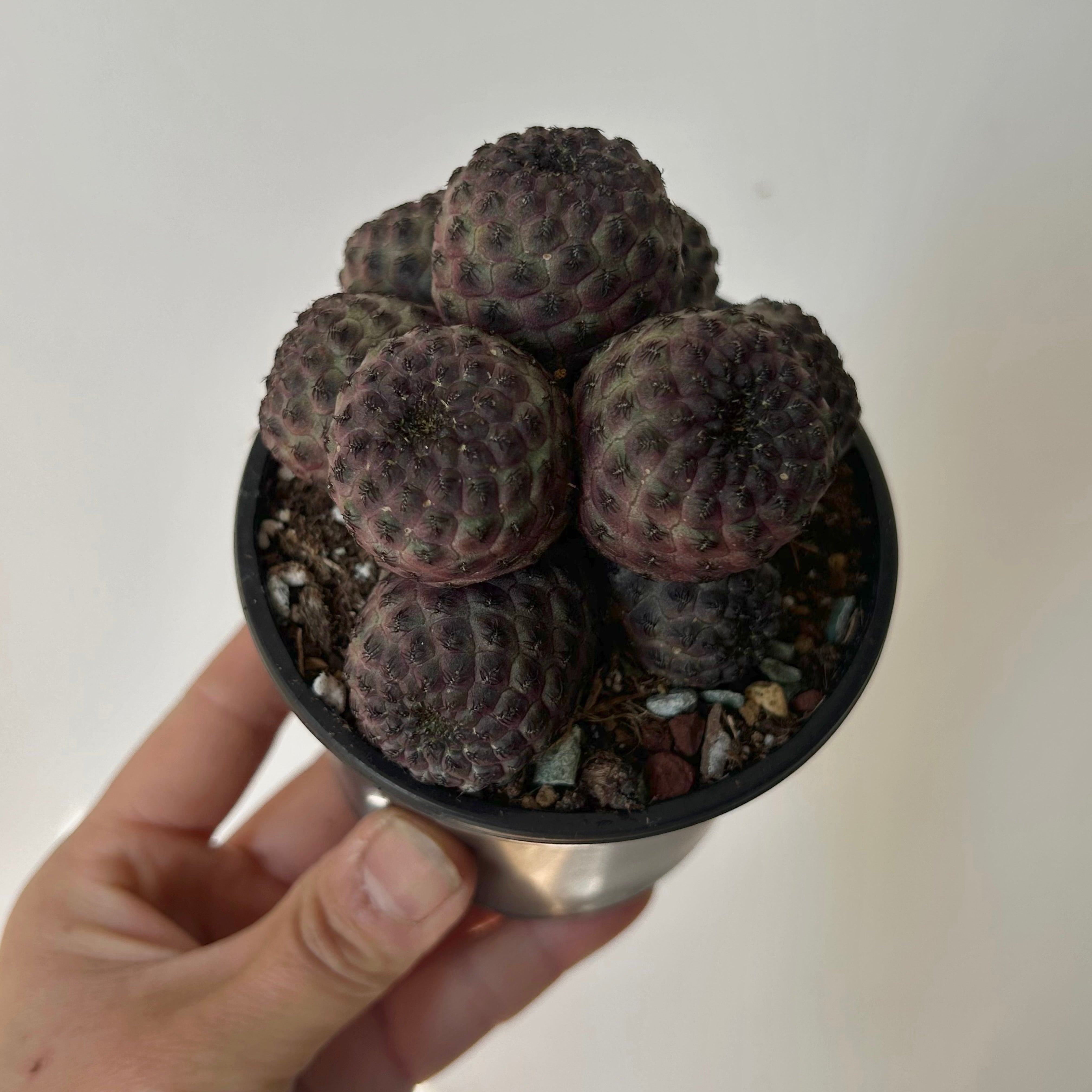 Purple Crown Cactus (Sulcorebutia Rauschii Violacidermis) 3.5”pot