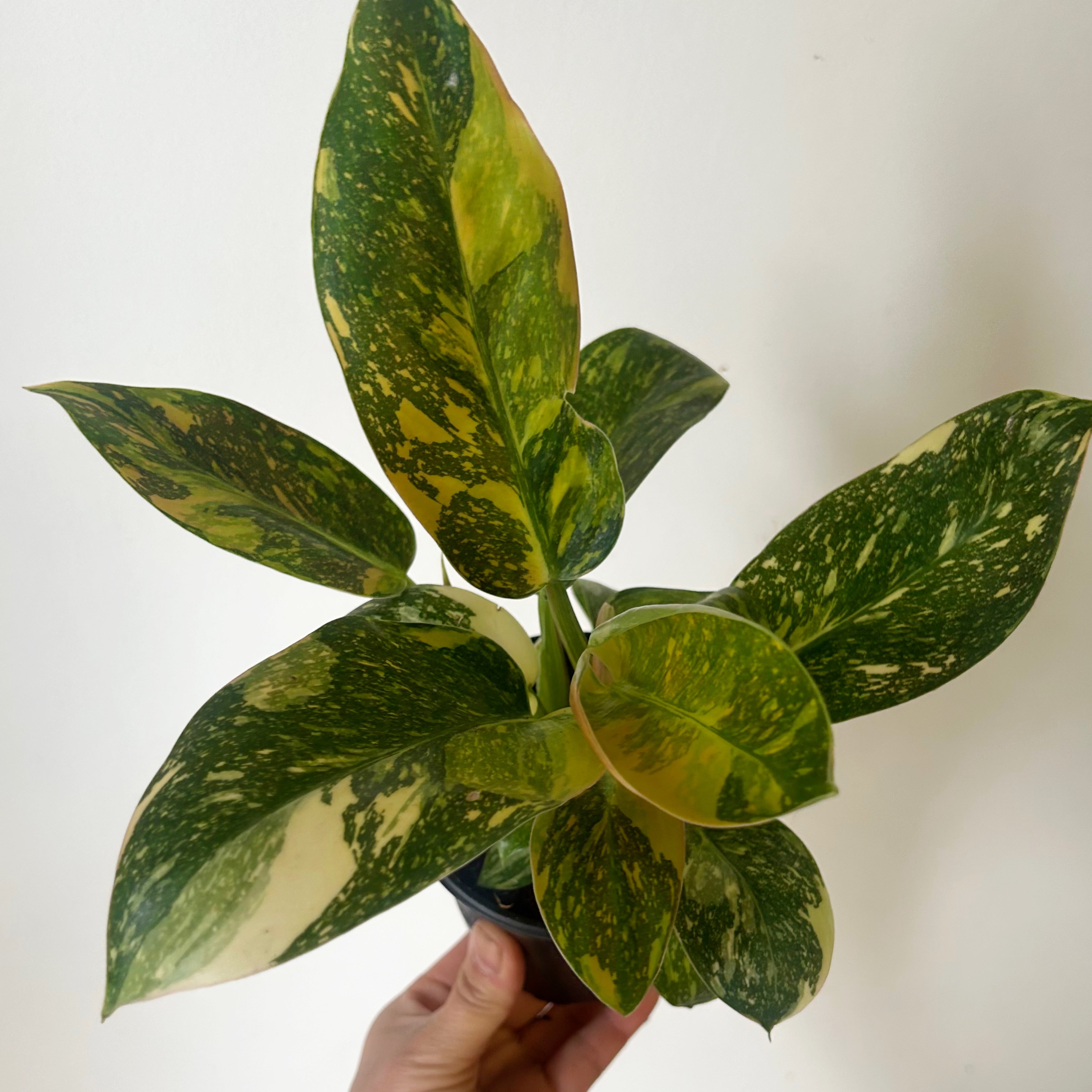 Variegated Philodendron Green Congo Nuclear 4” pots