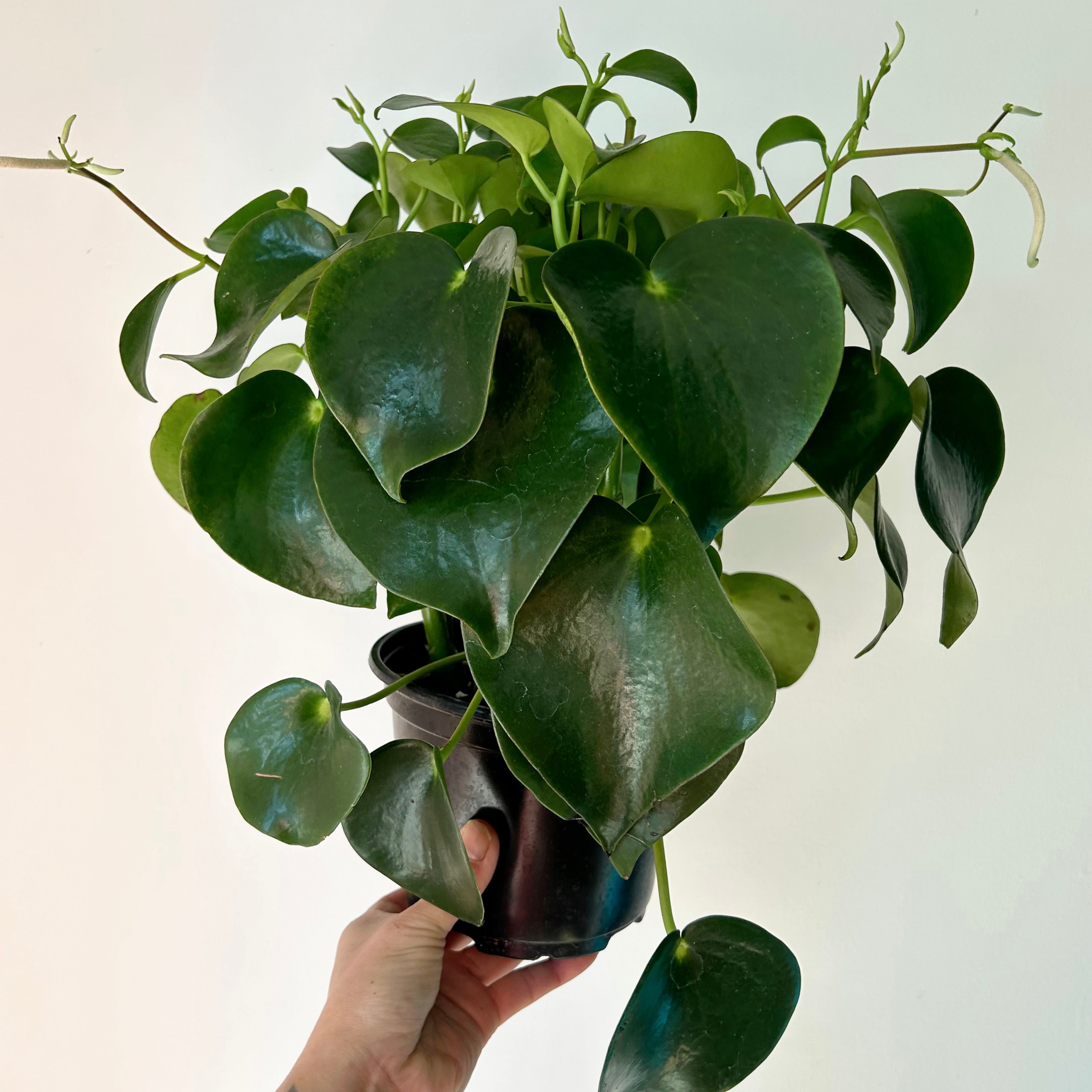 Peperomia “Raindrop” 6”pot