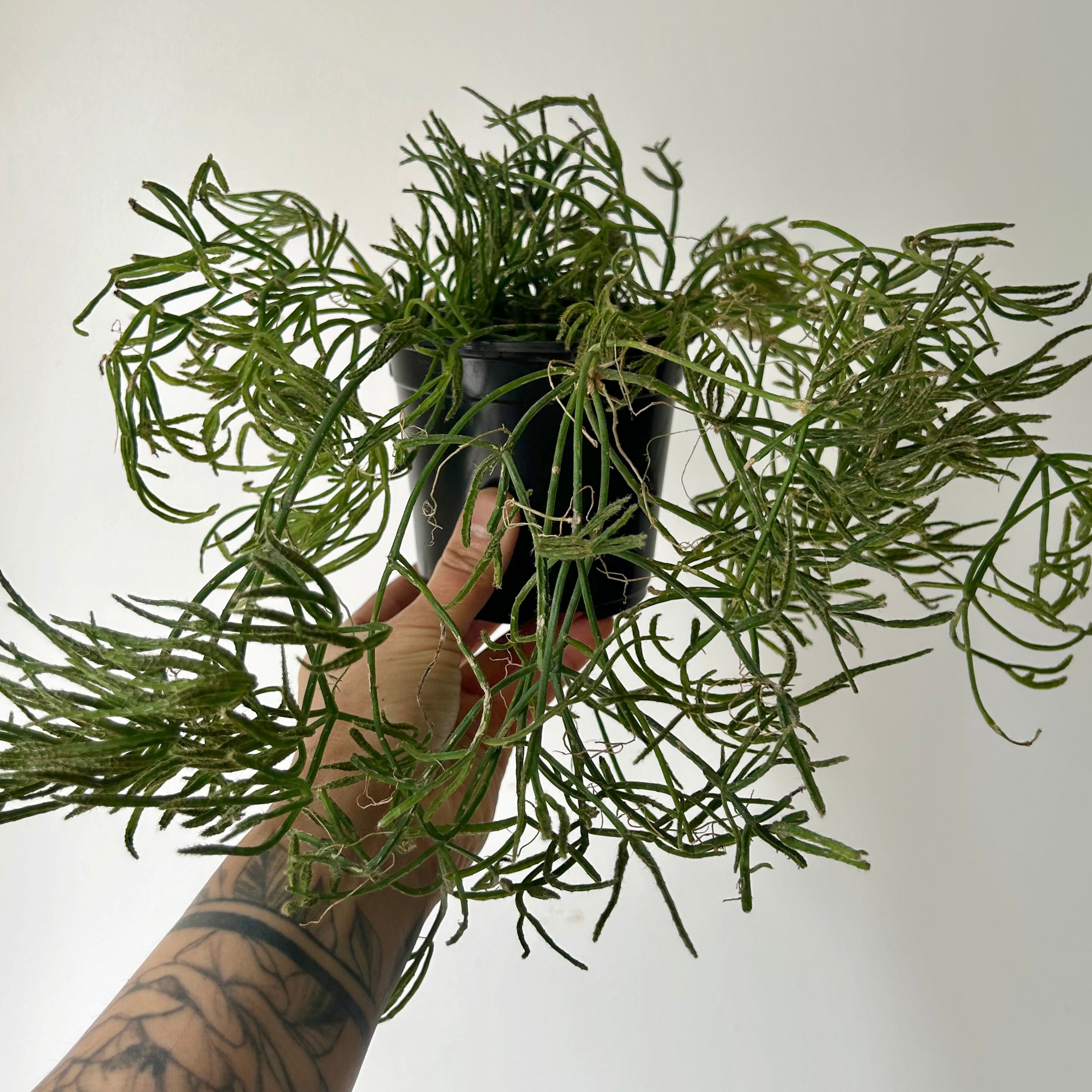 Rhipsalis prismatica 4” pot