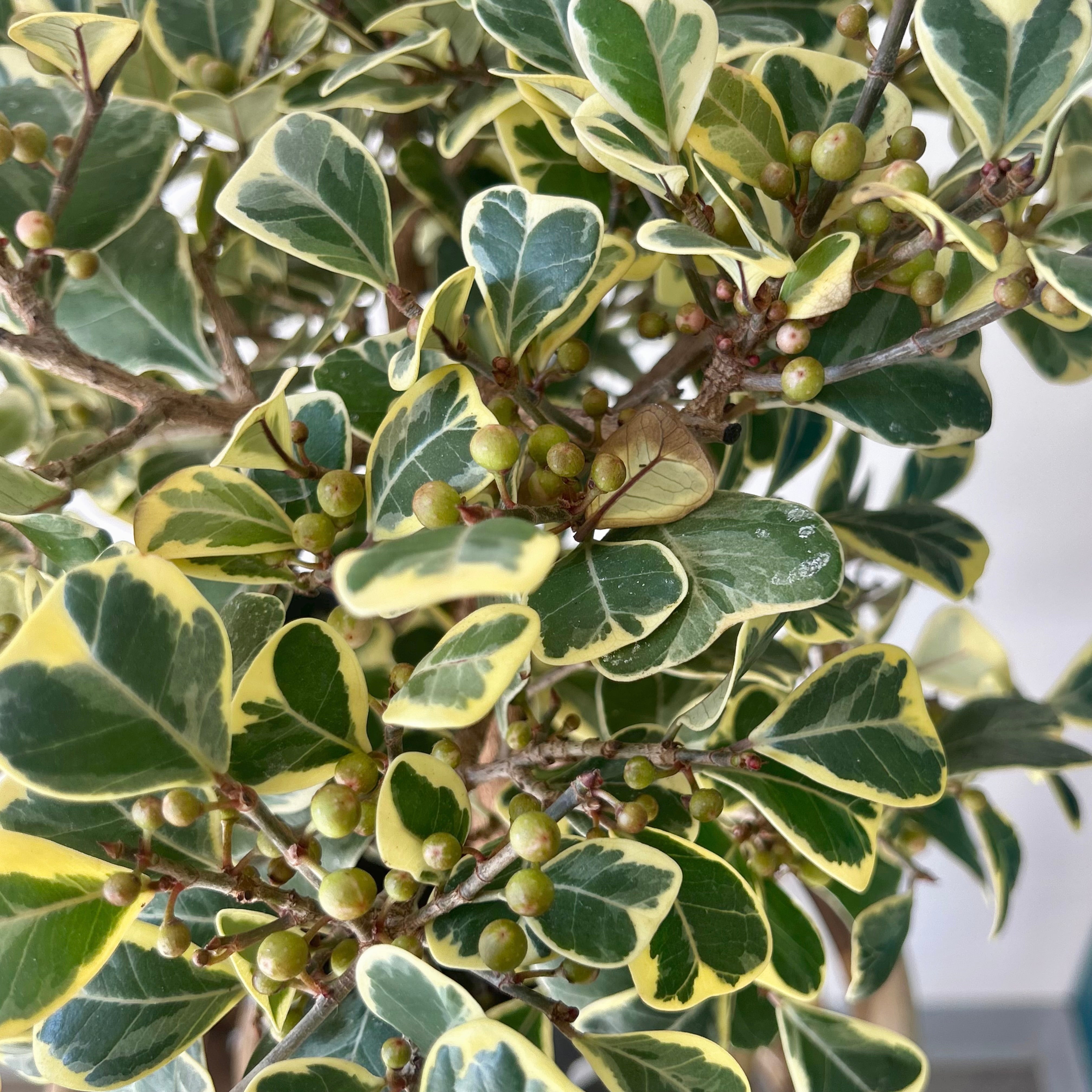 Variegated Ficus triangularis  6.5”pot