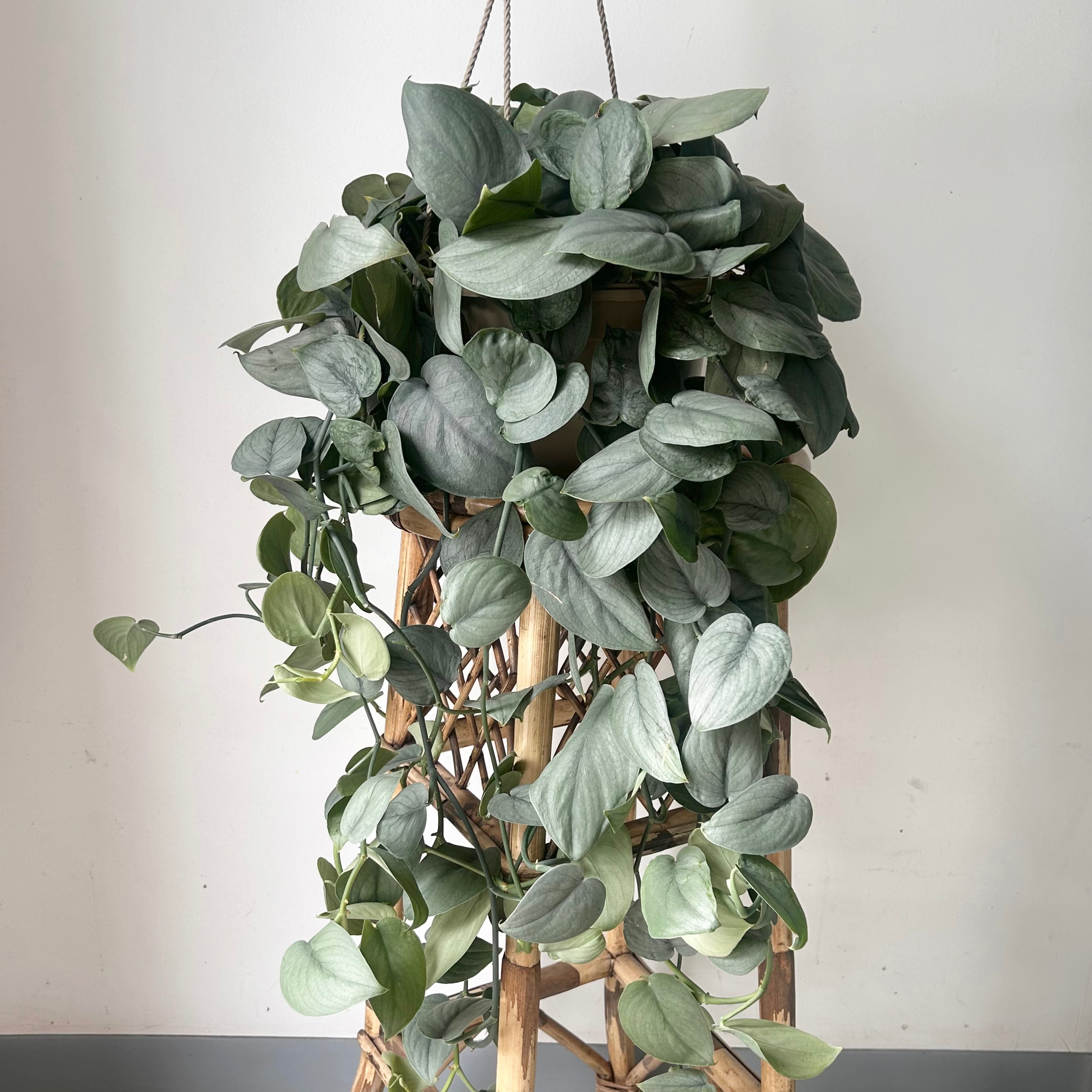 Scindapsus “Java Platinum” 8”hanging basket