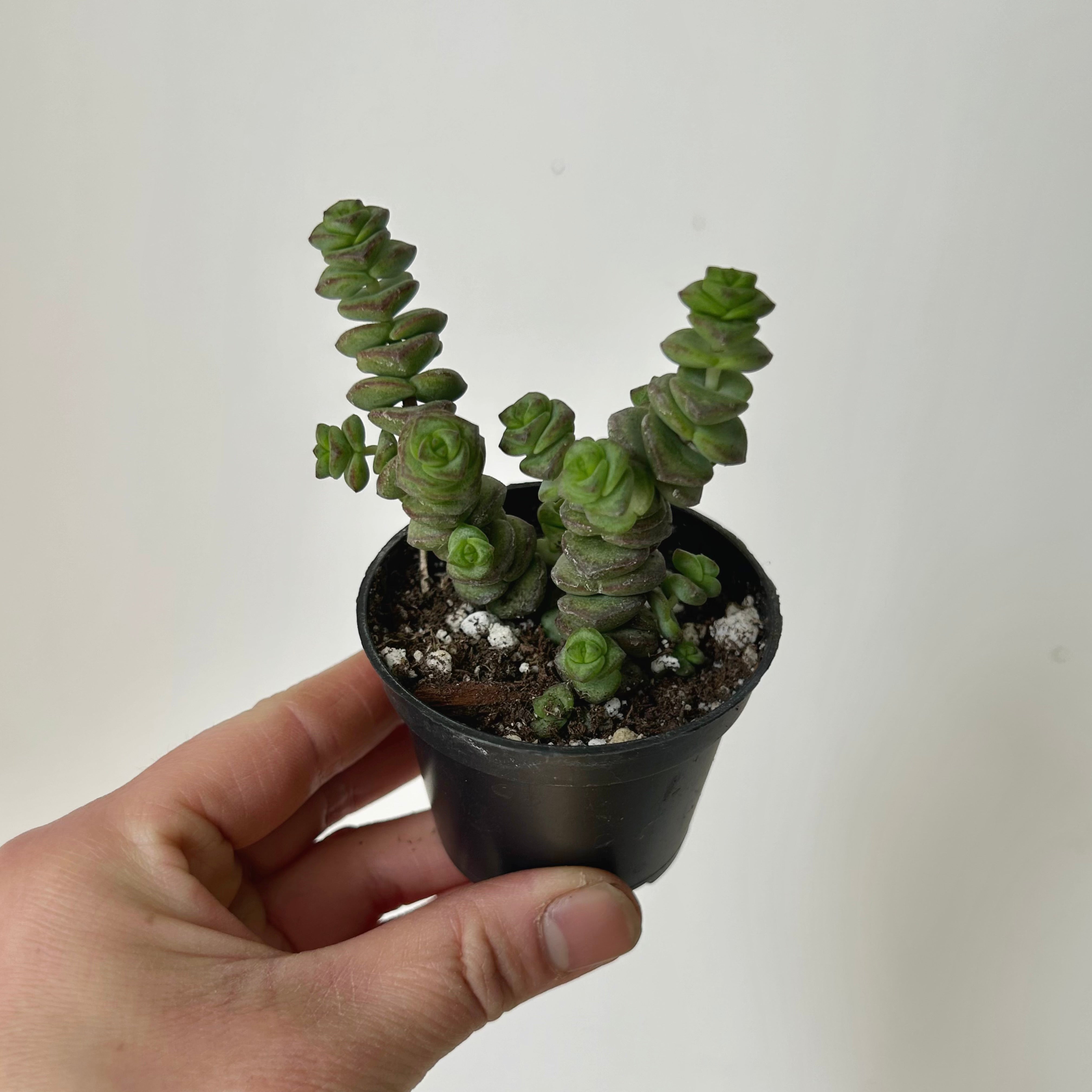 Jade Necklace (Crassula Marnieriana )2.5" pot