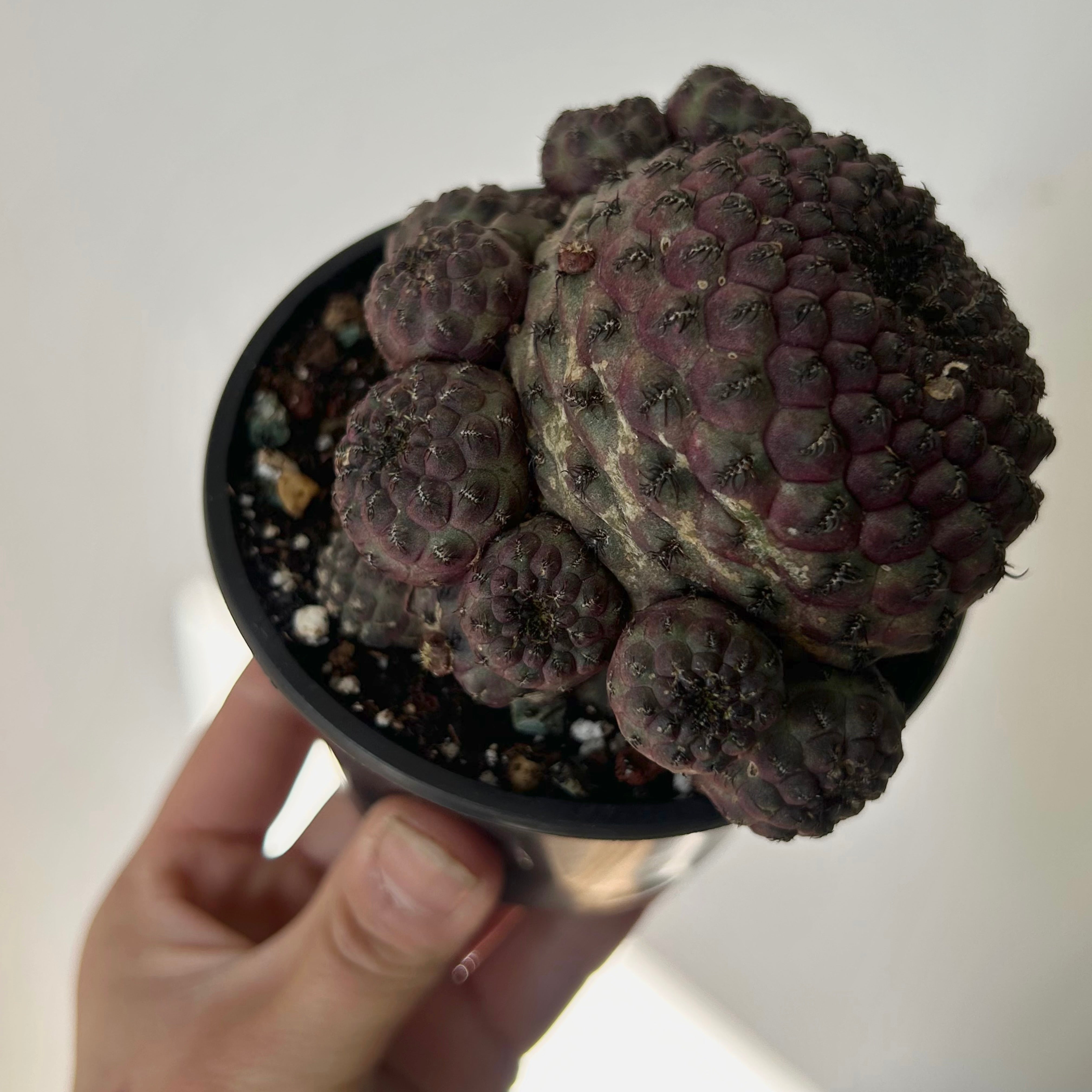 Purple Crown Cactus (Sulcorebutia Rauschii Violacidermis) 3.5”pot