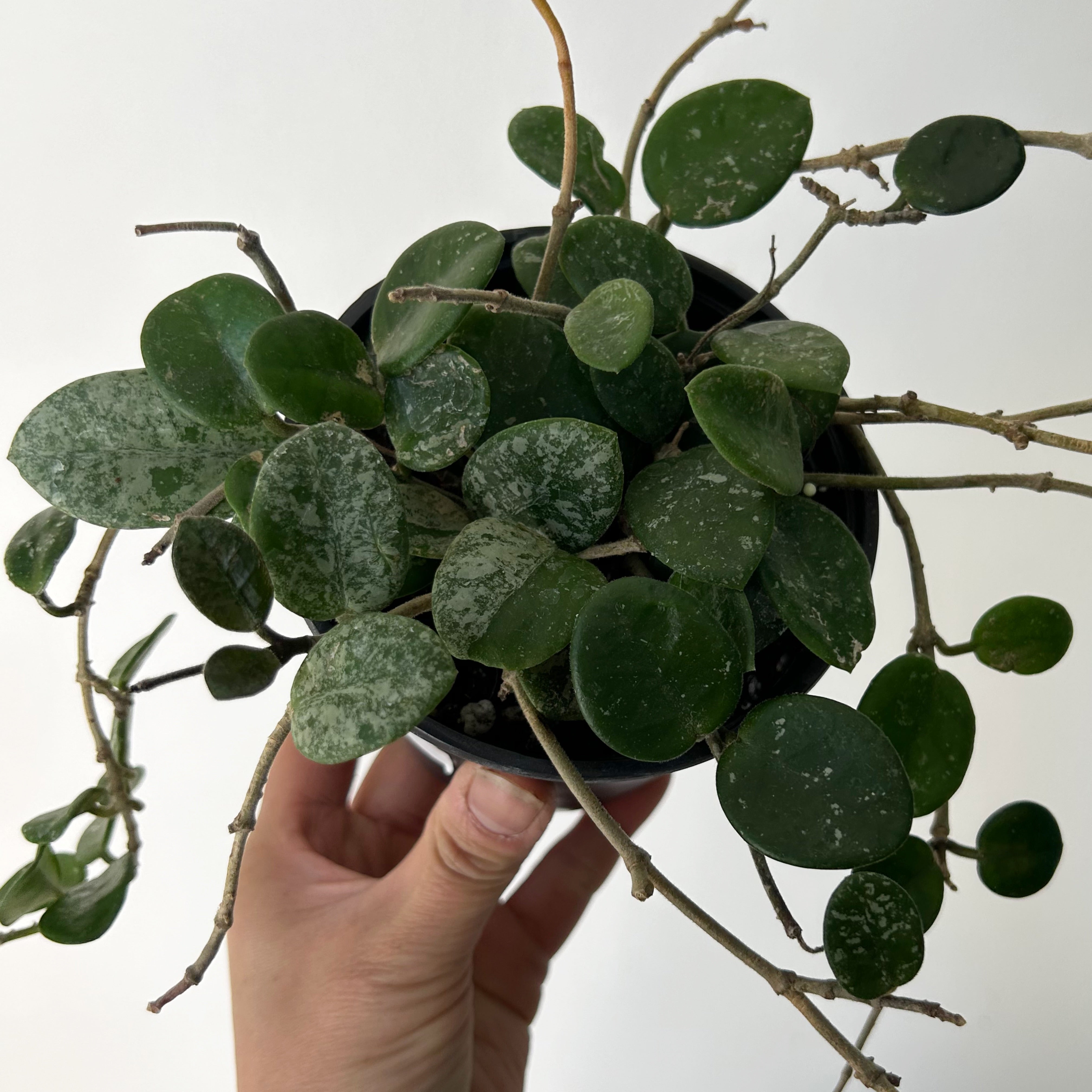 Hoya Mathilde 4”pot