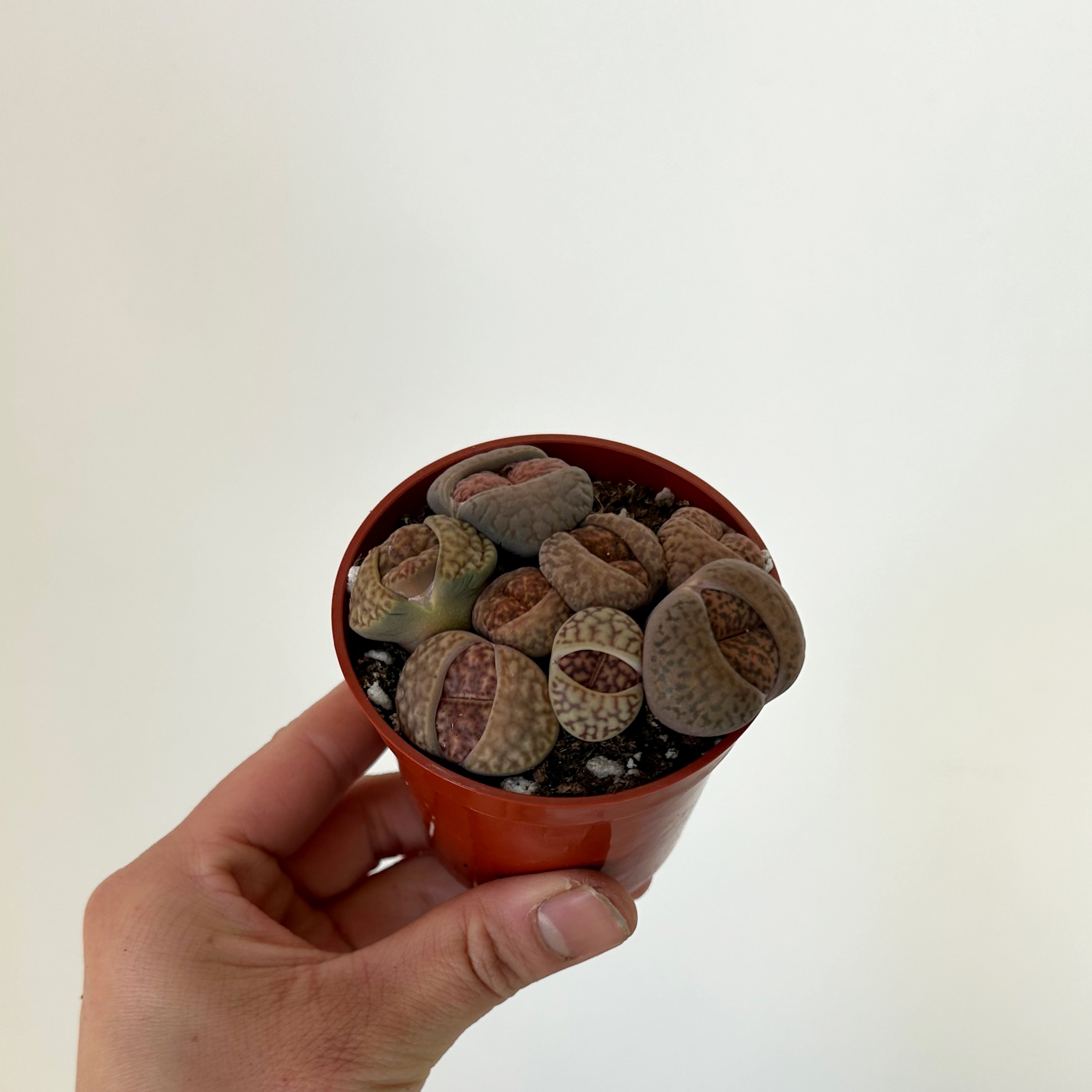 Living Stone Succulent (Lithops) 3" pot