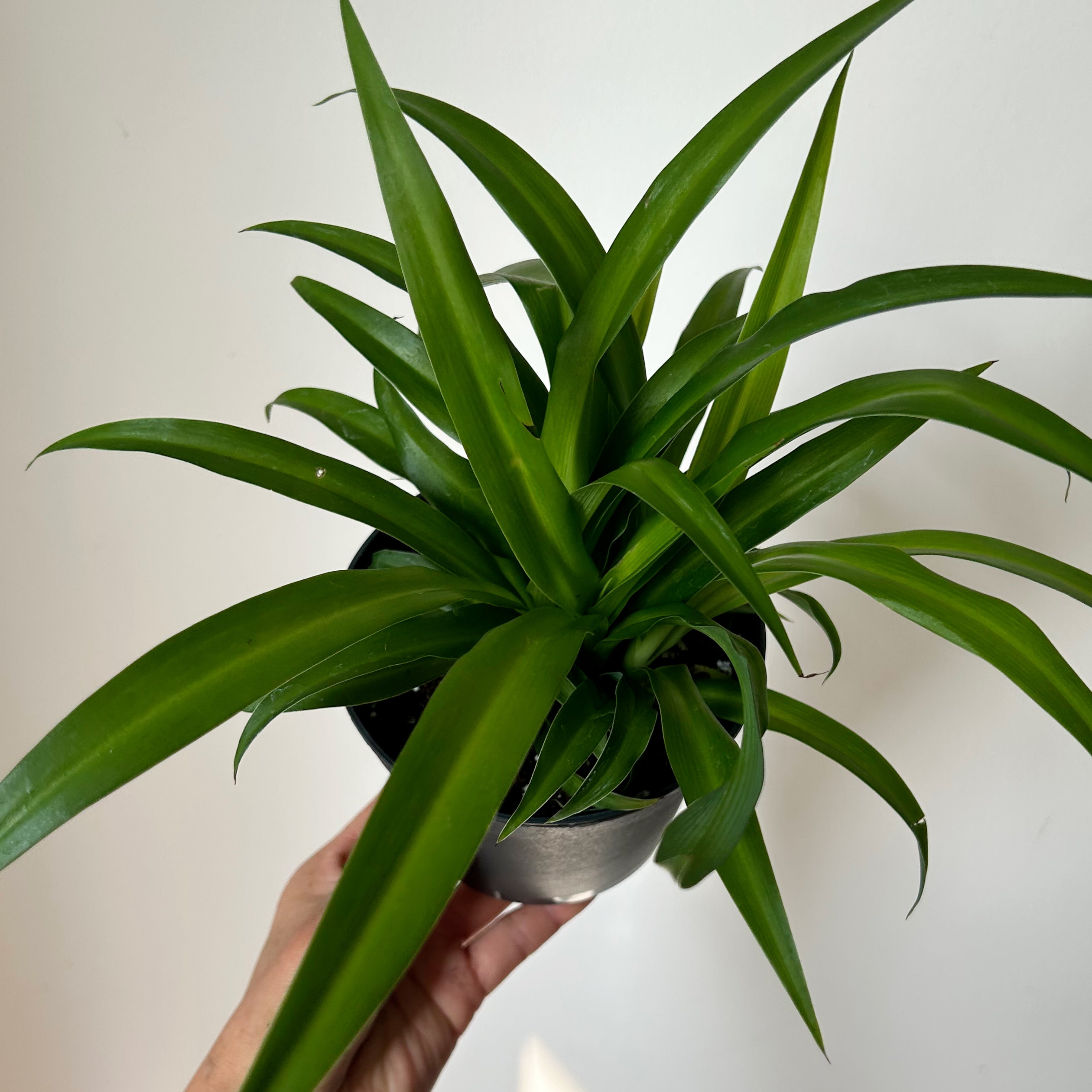 Green Spider Plant (chlorophytum comosum) 5” pot