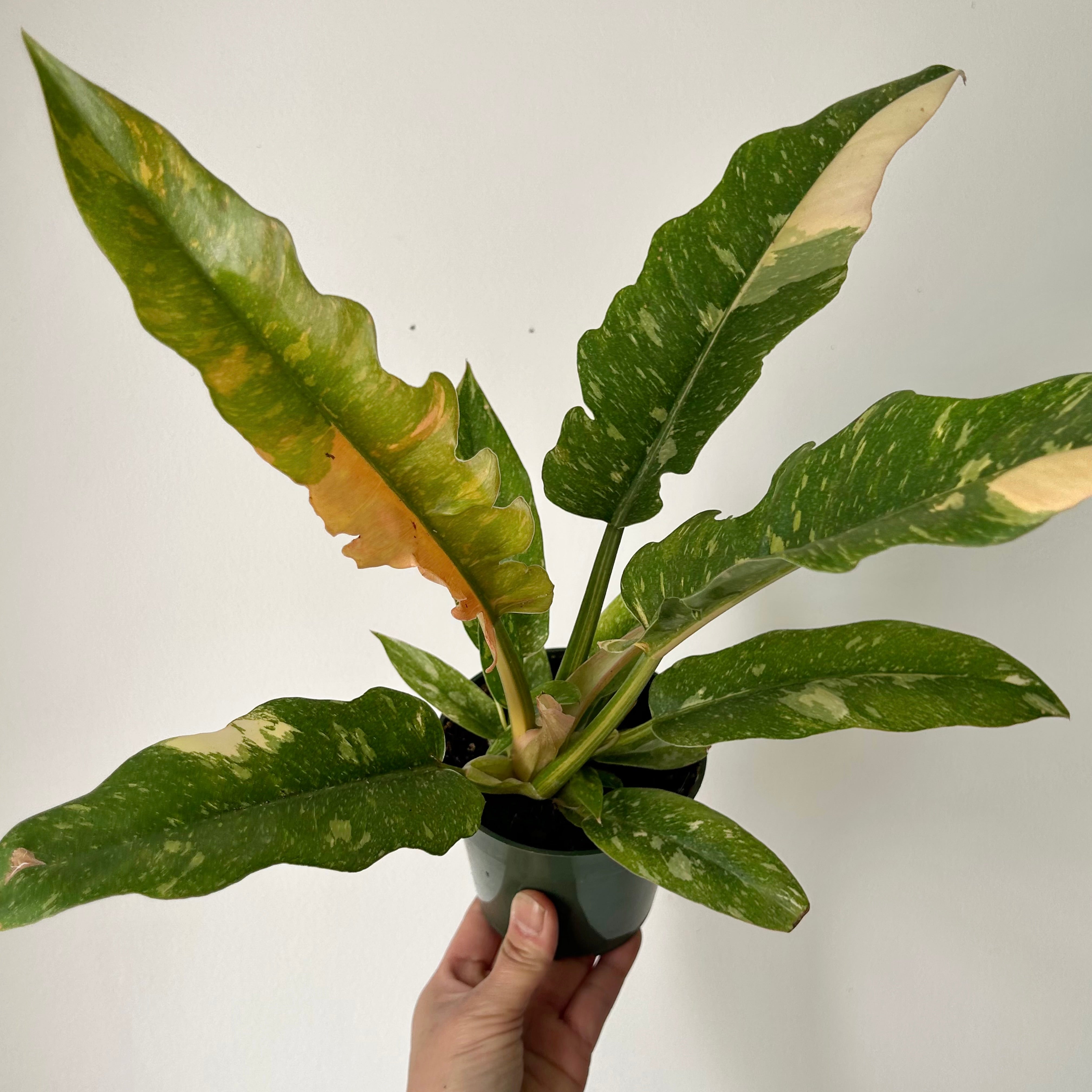 Philodendron "Ring of Fire" “ 4" pot