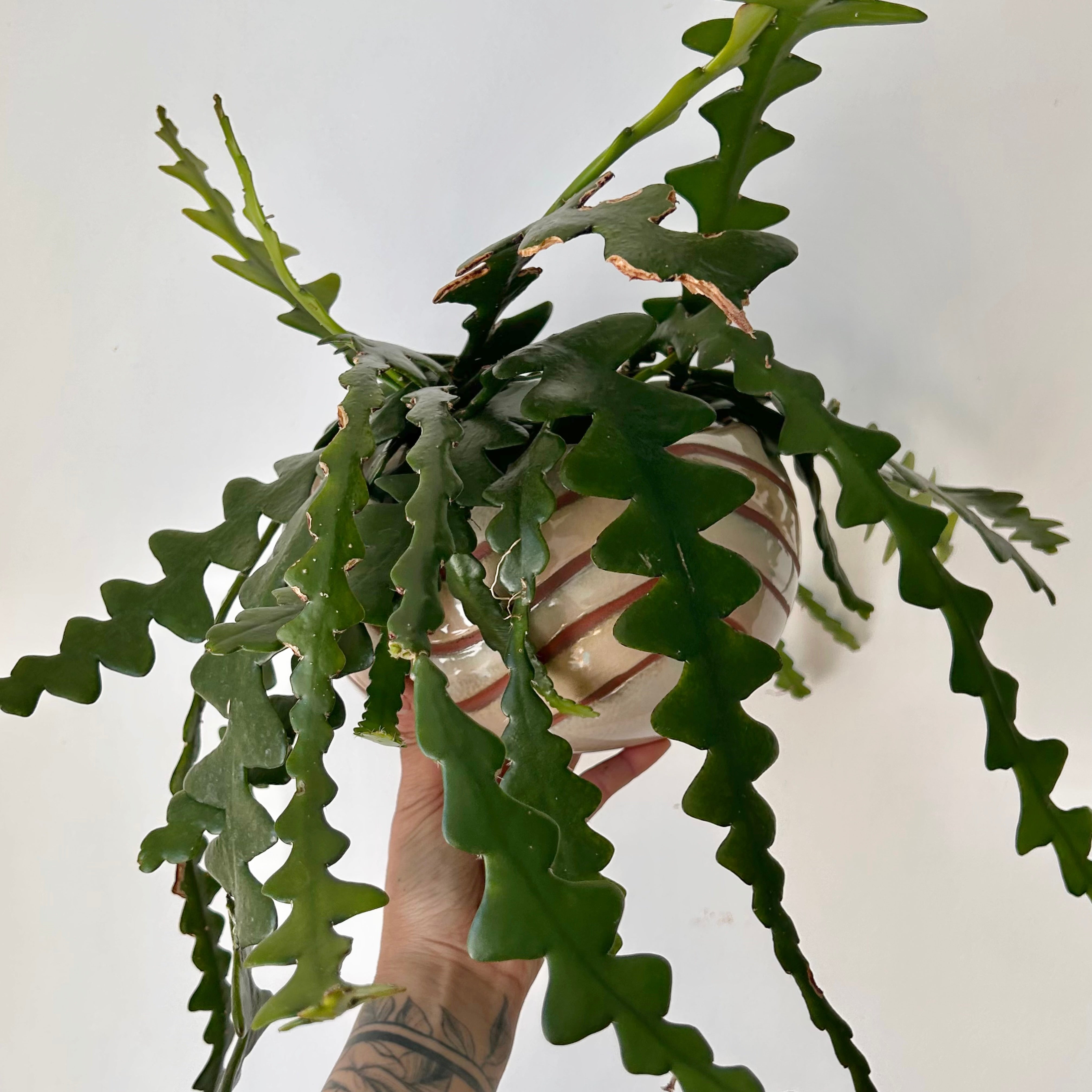 Fishbone Cactus (Epiphyllum anguliger) 6” hanging basket