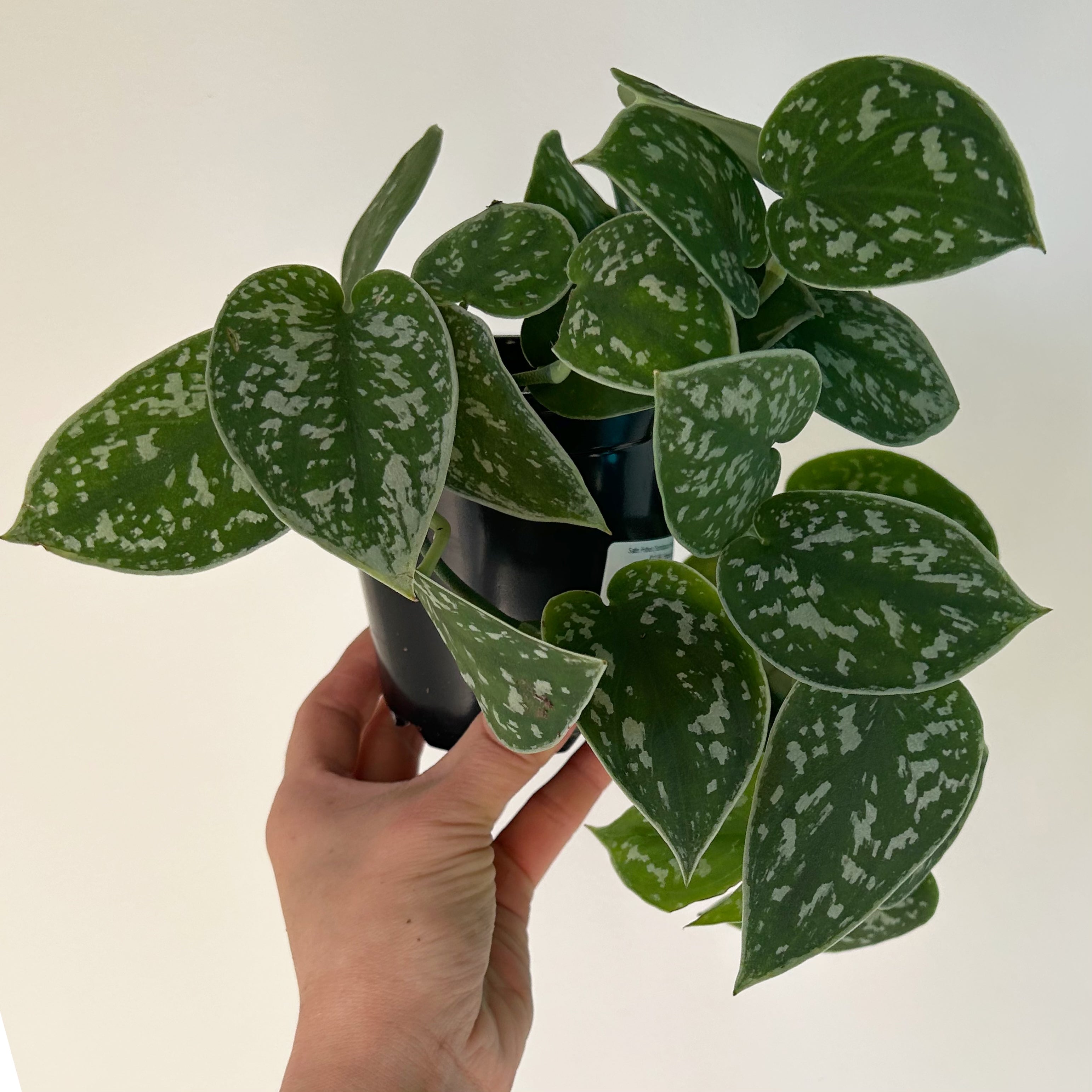 Scindapsus Pictus Argyraeus 4” pot